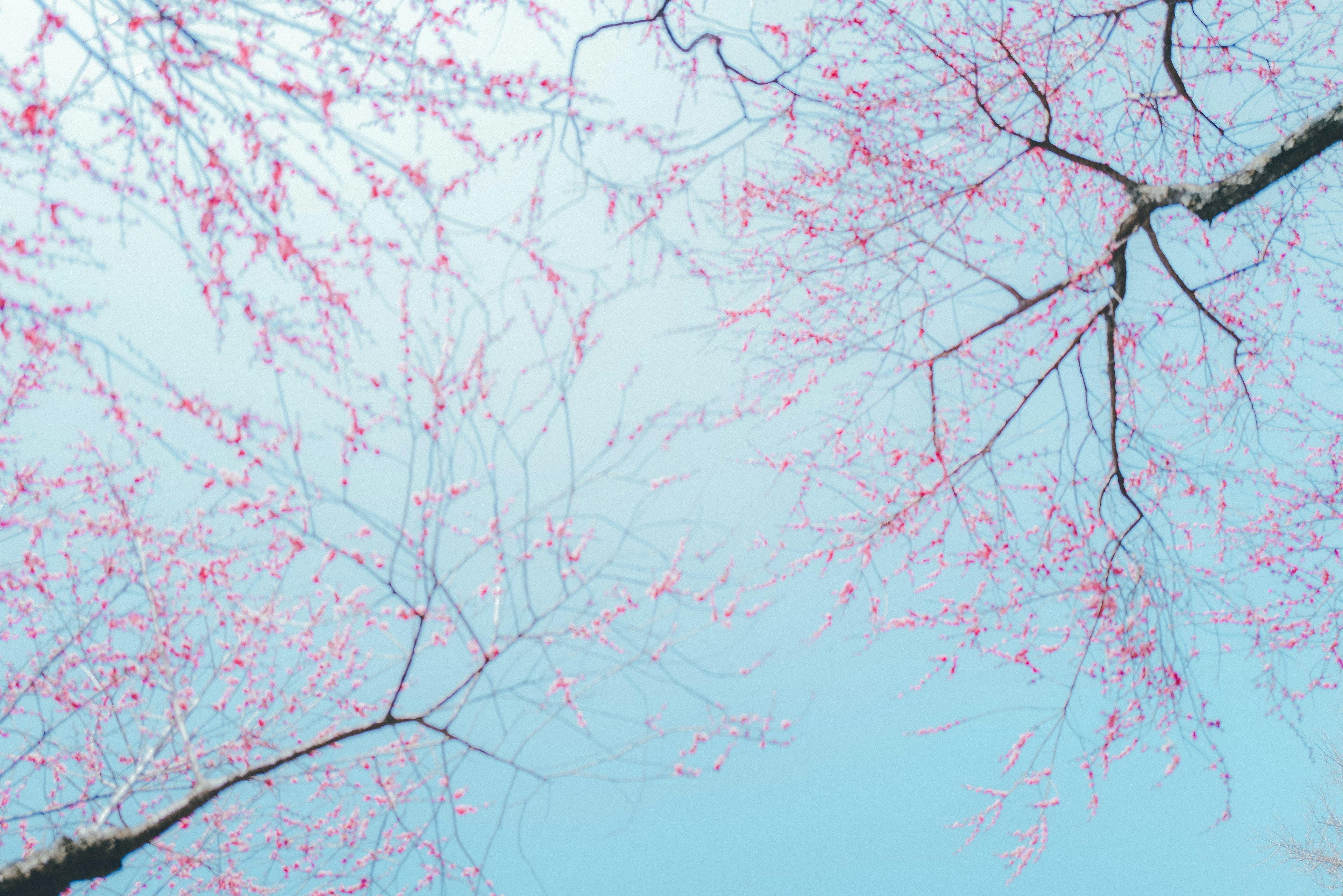 Schöne Aussicht auf Kirschblüten und Zweige vor blauem Himmel