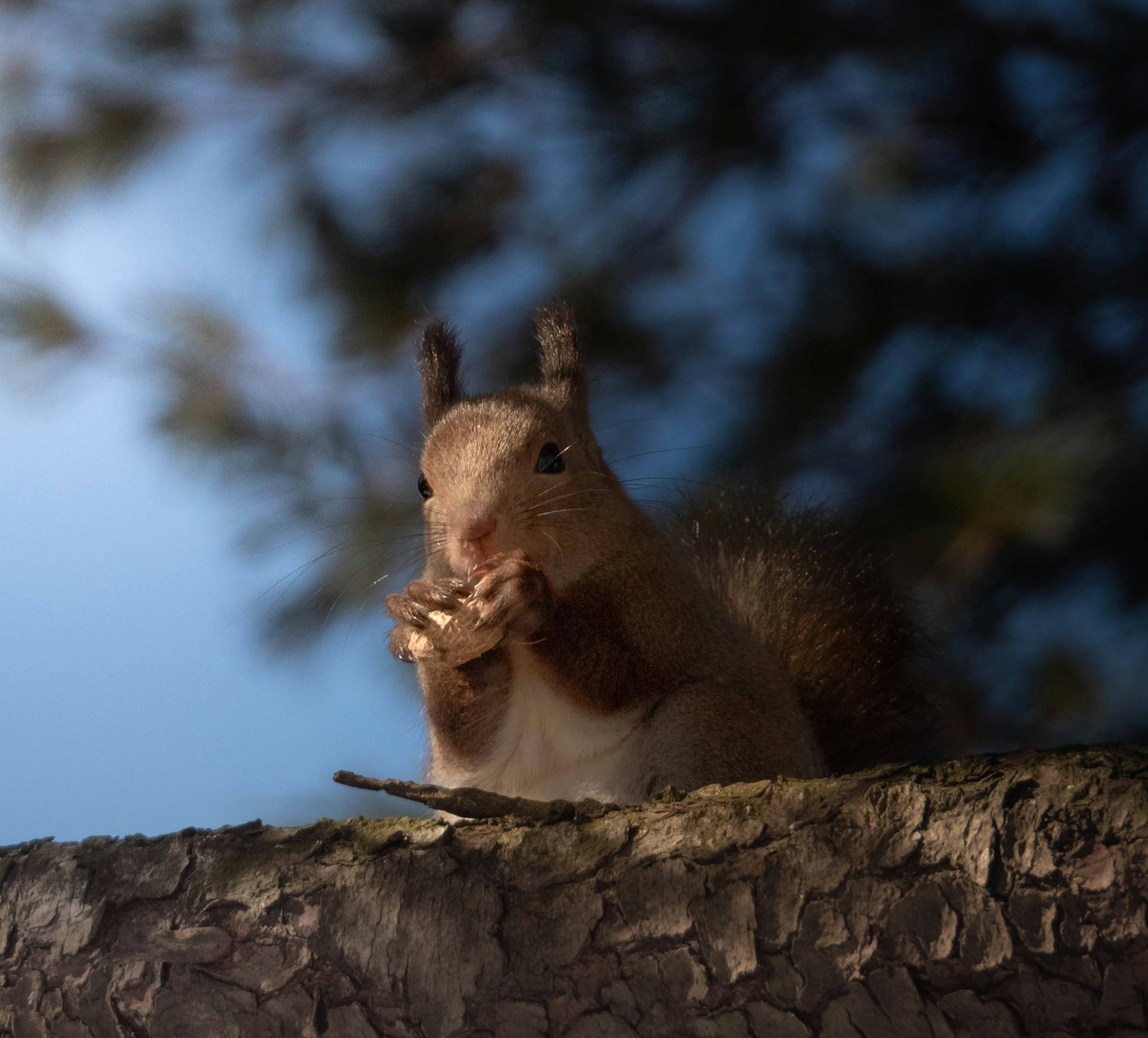 Primo piano di uno scoiattolo che mangia su un ramo d'albero