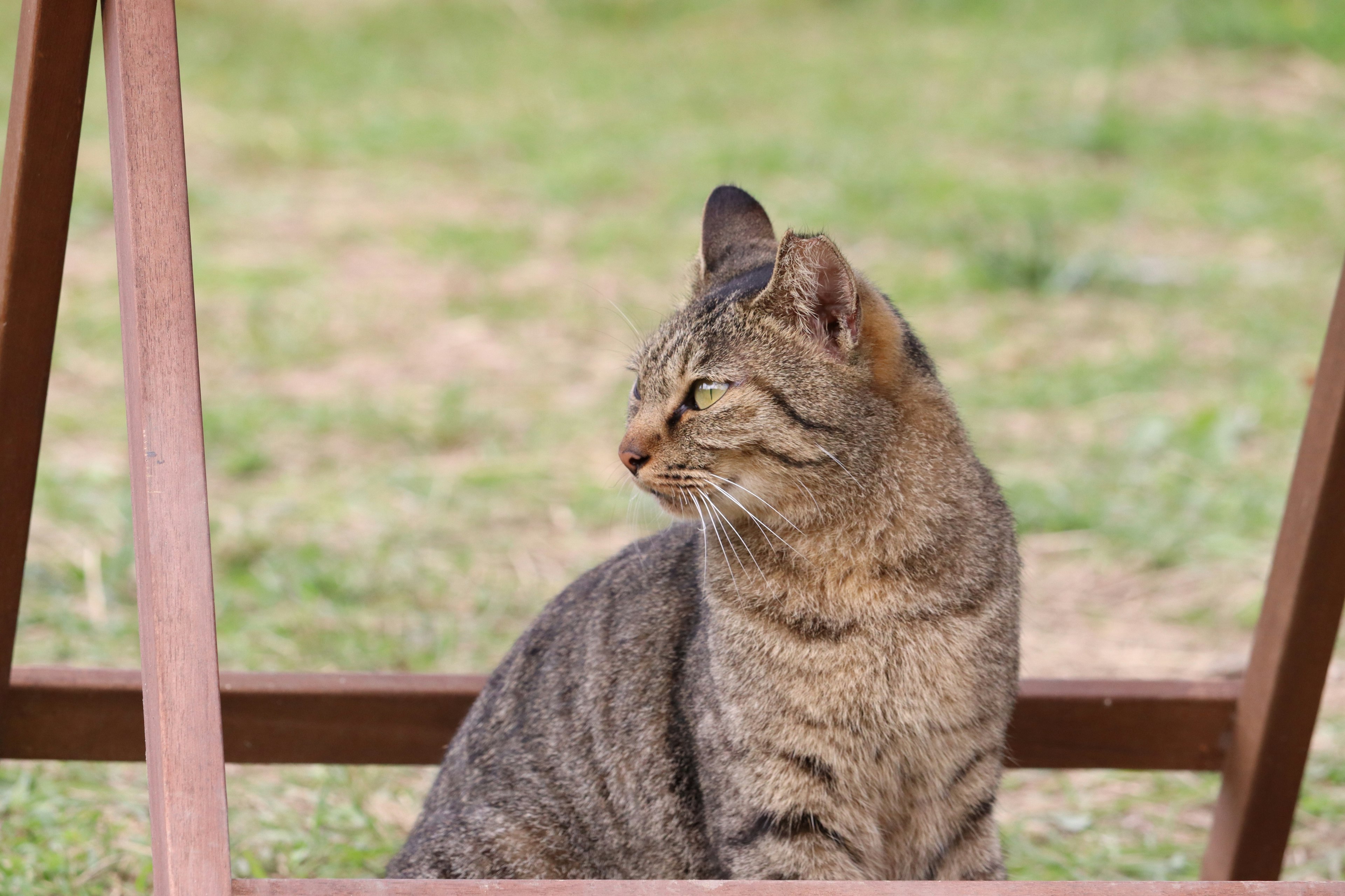 Eine Katze sitzt und schaut seitlich auf grünem Gras