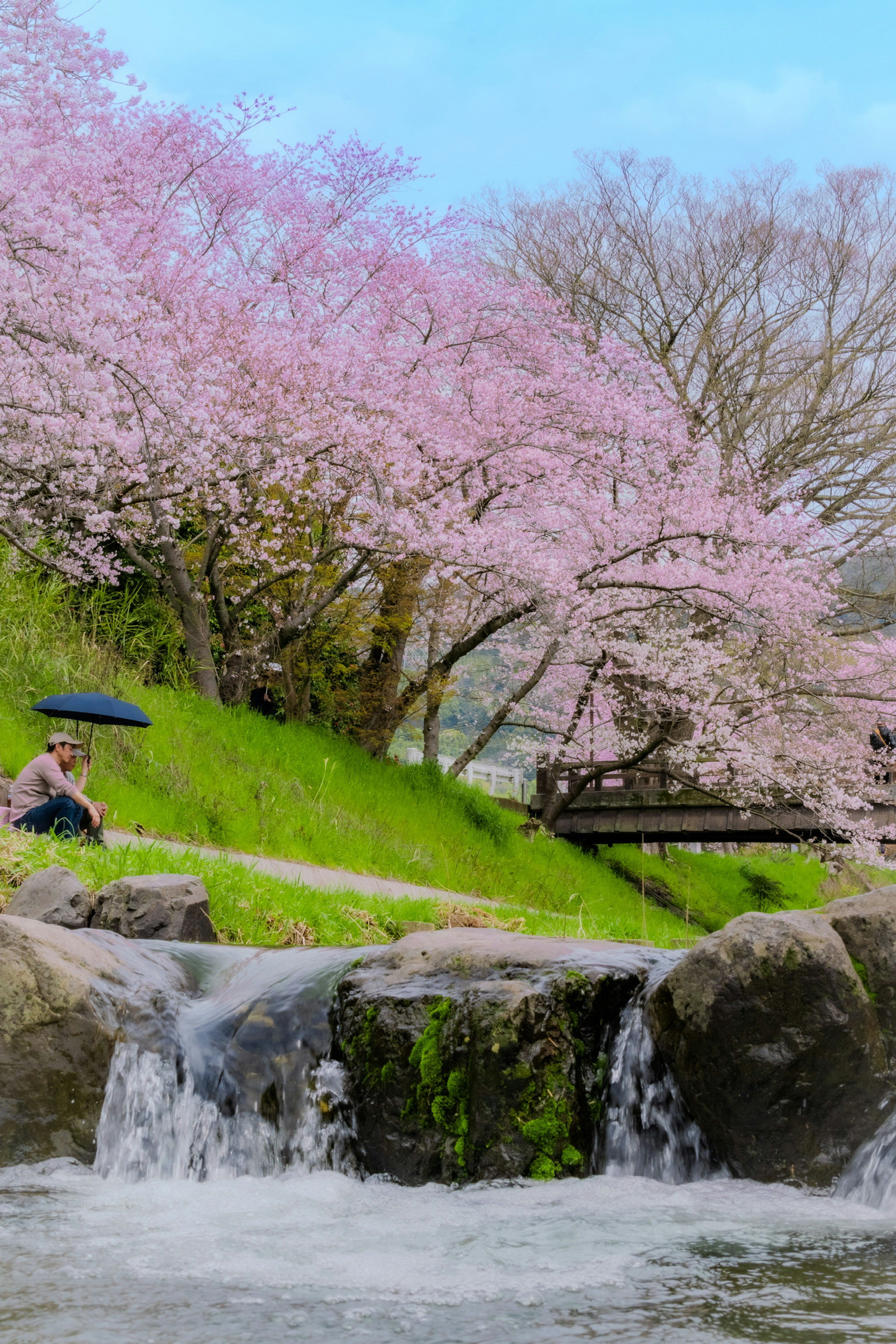 桜の木の下でくつろぐ人と小川の風景