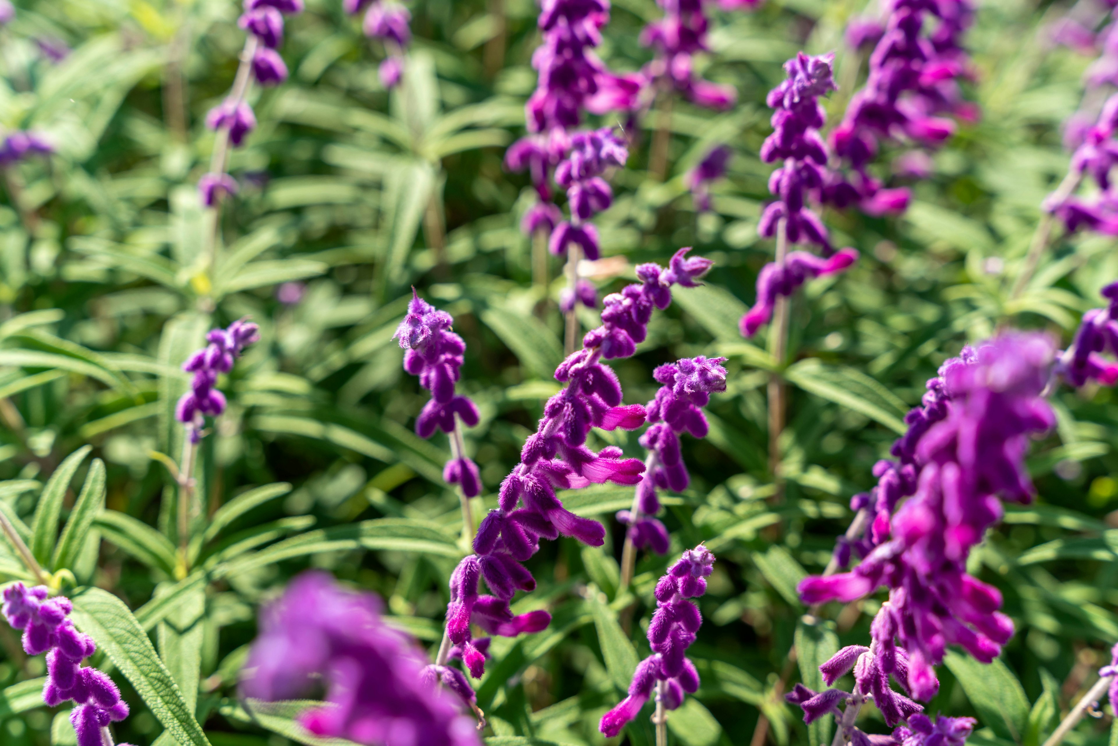 Primo piano di fiori viola vivaci su una pianta verde