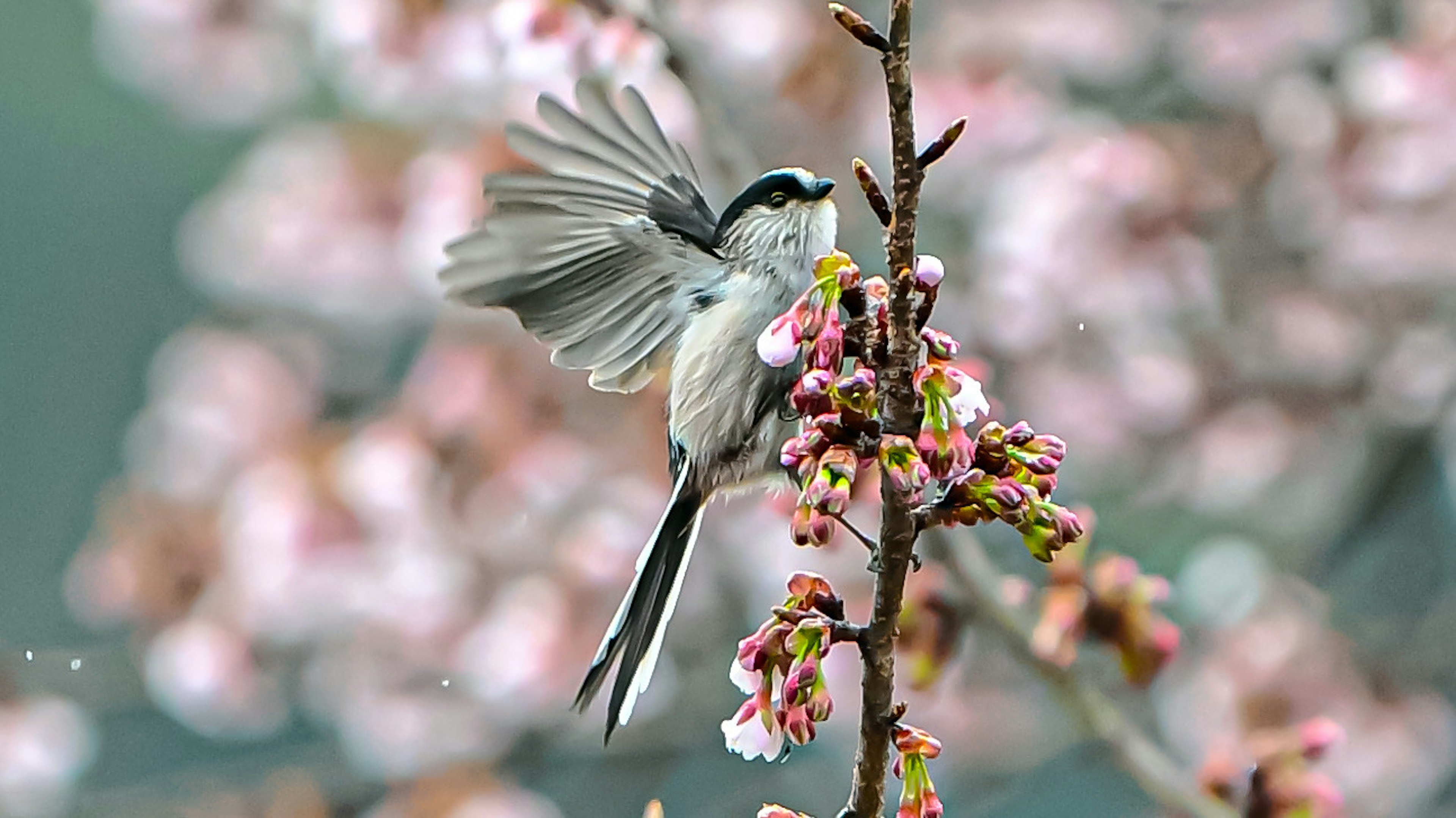 Une belle photo d'un oiseau perché sur des fleurs de cerisier