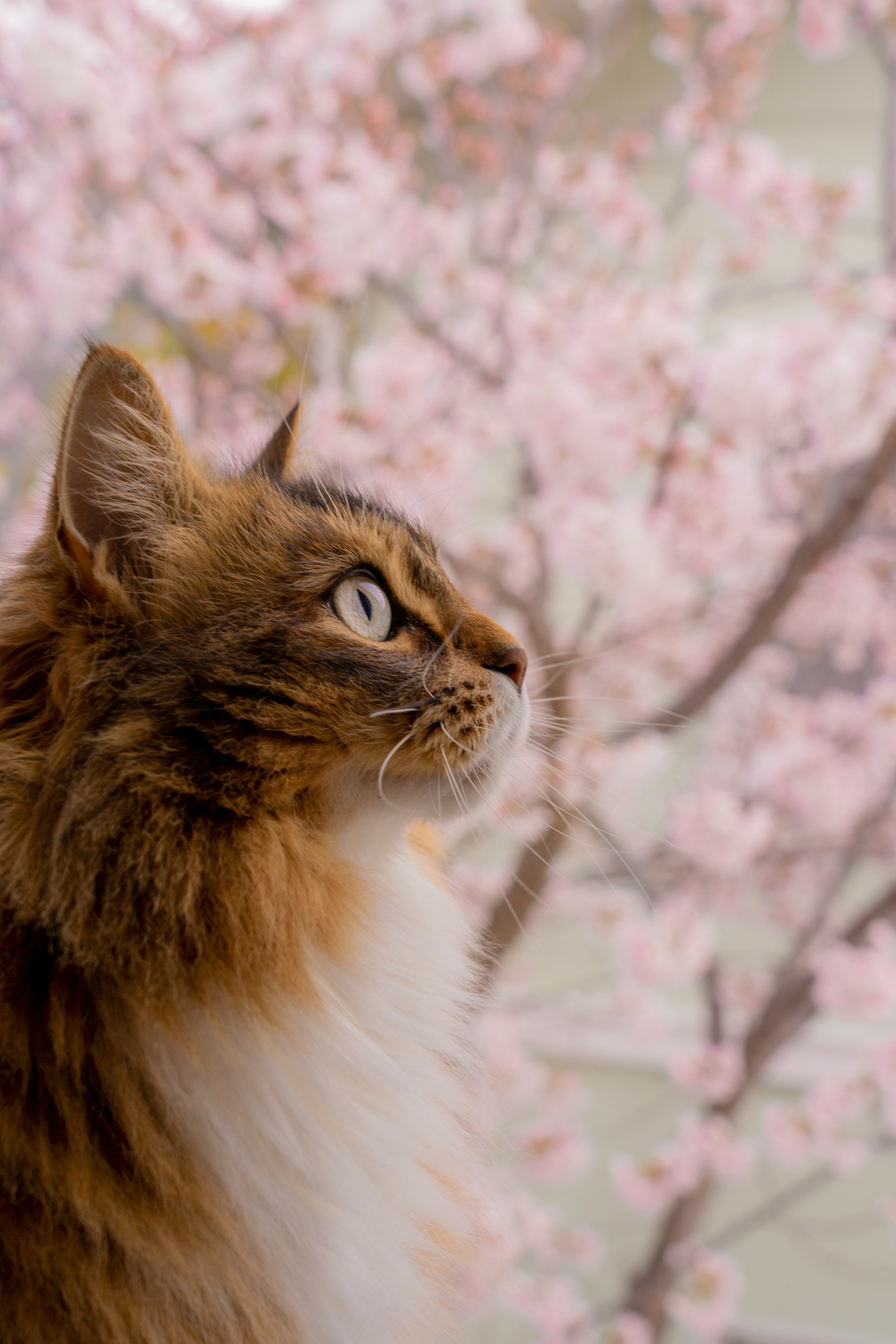 Cat with a fluffy coat looking up against a cherry blossom background