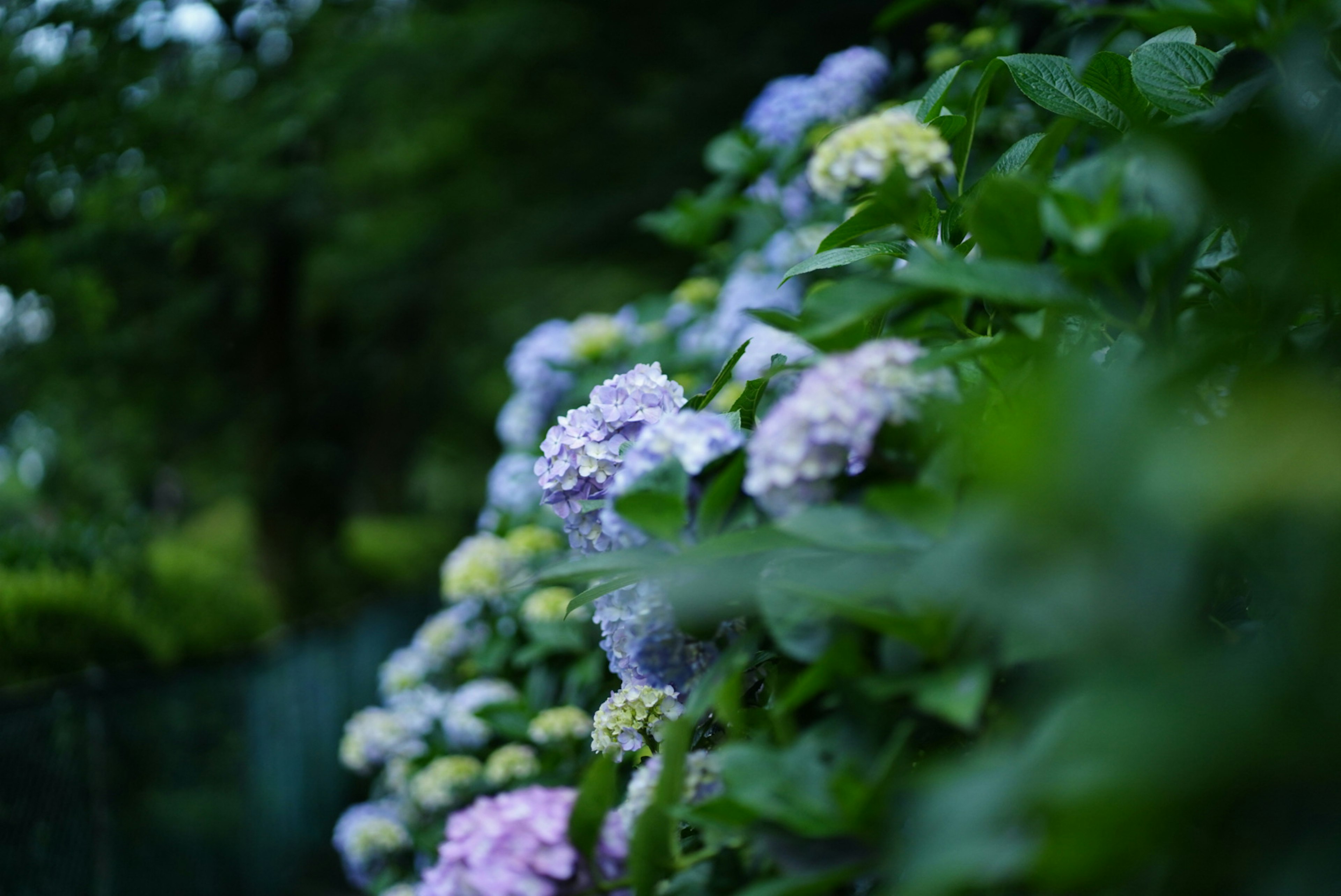 Hortensienblüten in Blau- und Lilatönen umgeben von grünen Blättern