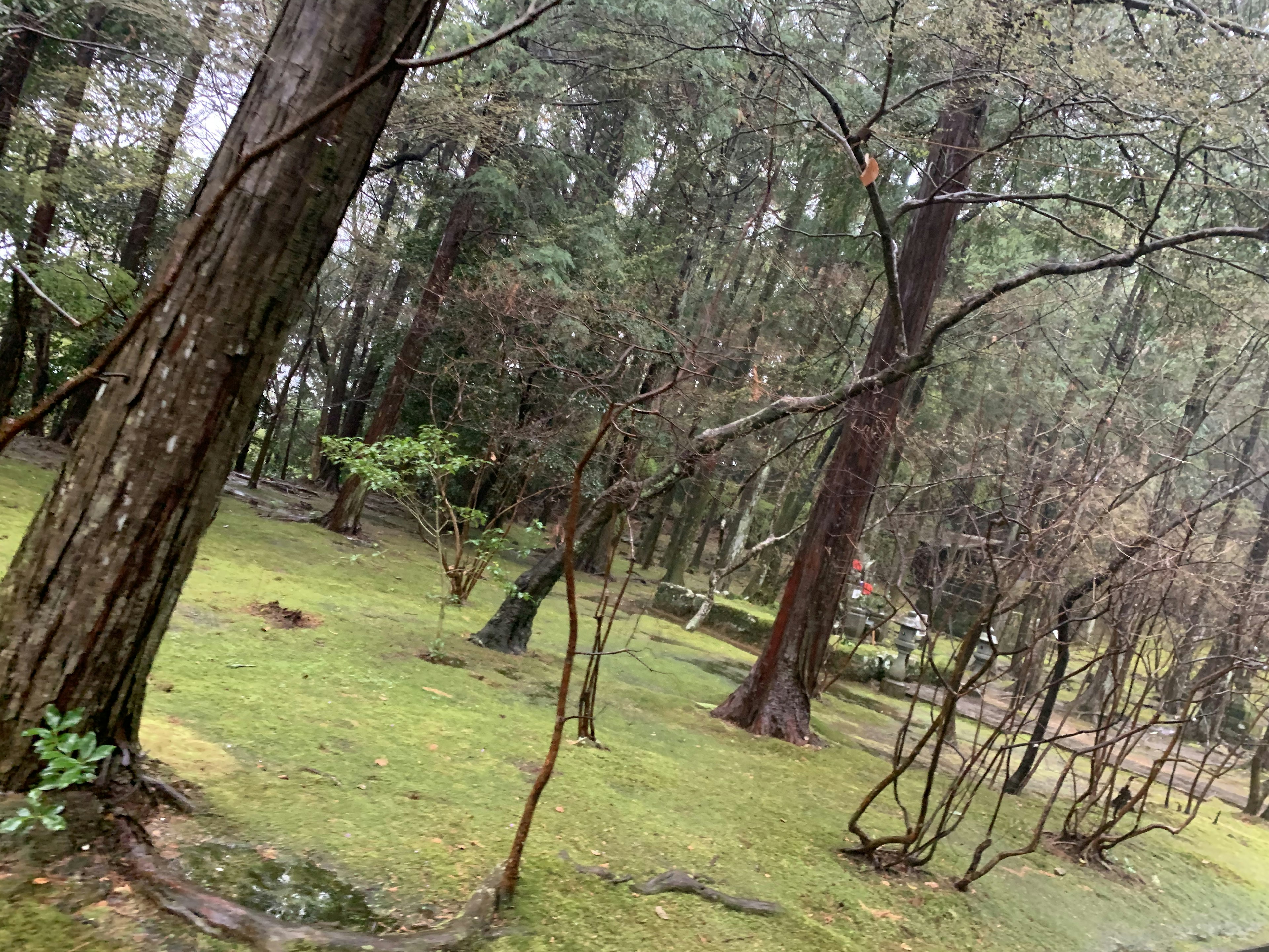 緑の森の風景で高い木々と草地が広がる