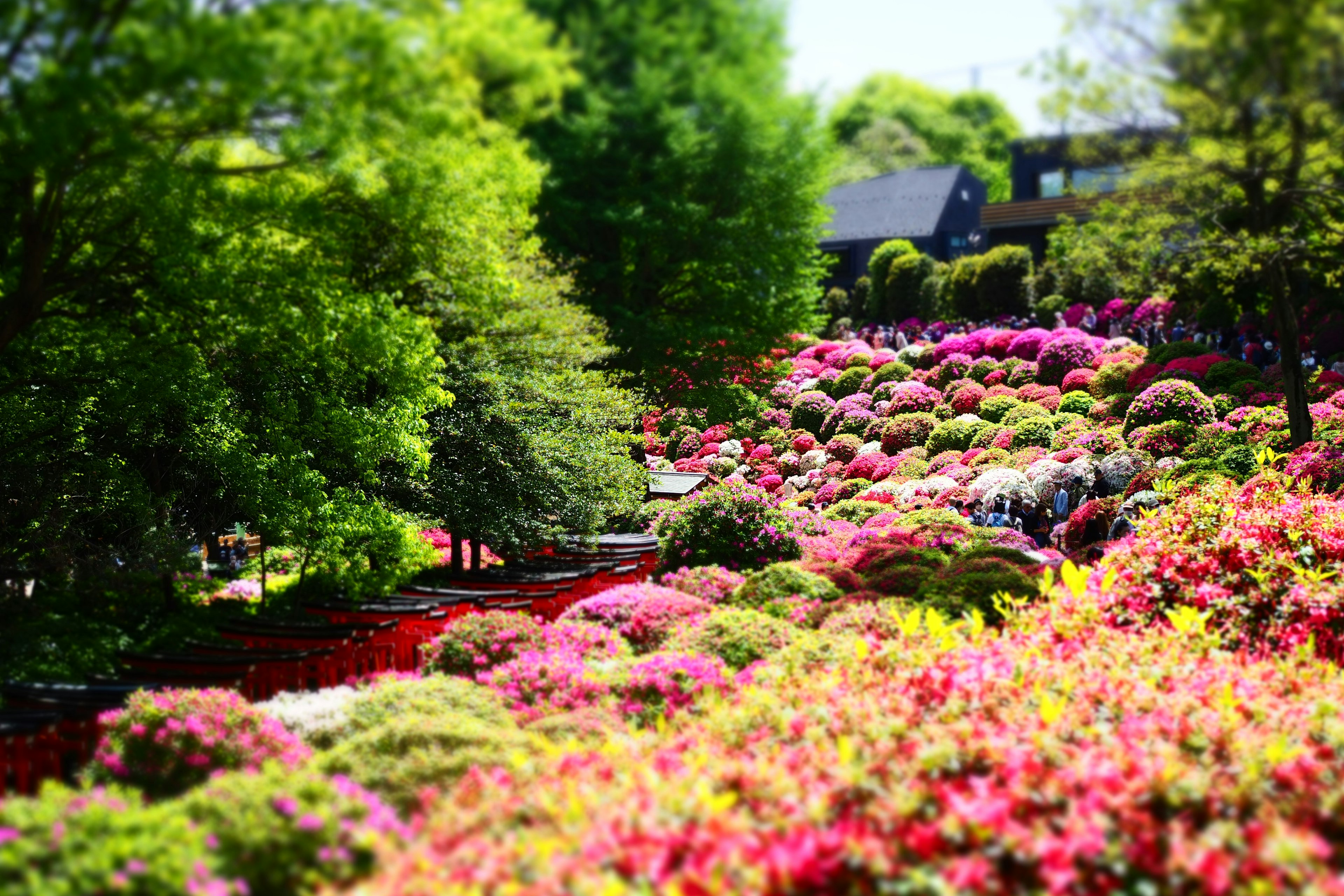 Pemandangan taman yang hidup dipenuhi dengan azalea berwarna-warni dan kehijauan yang subur