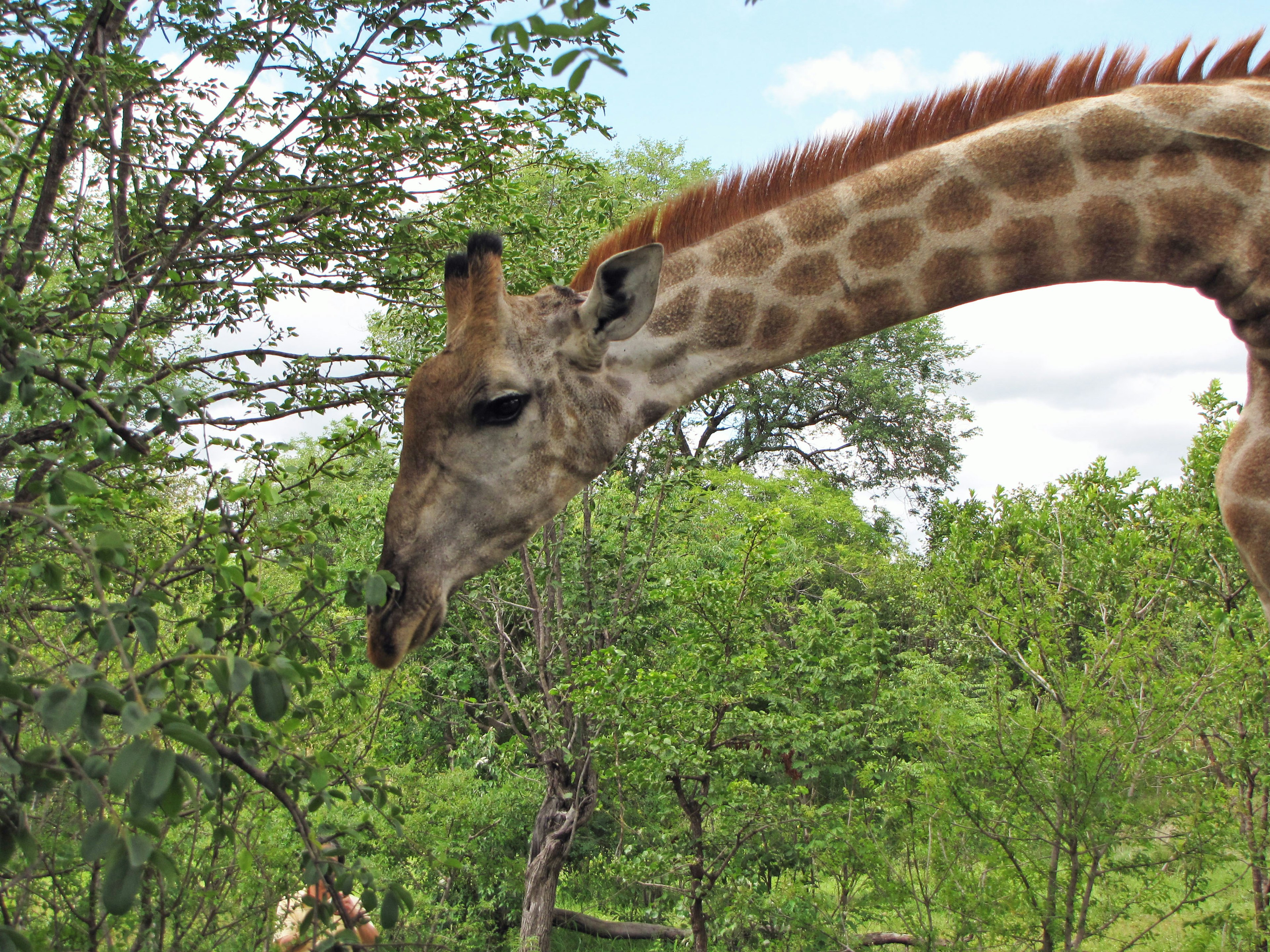 Eine Giraffe mit langem Hals steht zwischen grünen Bäumen