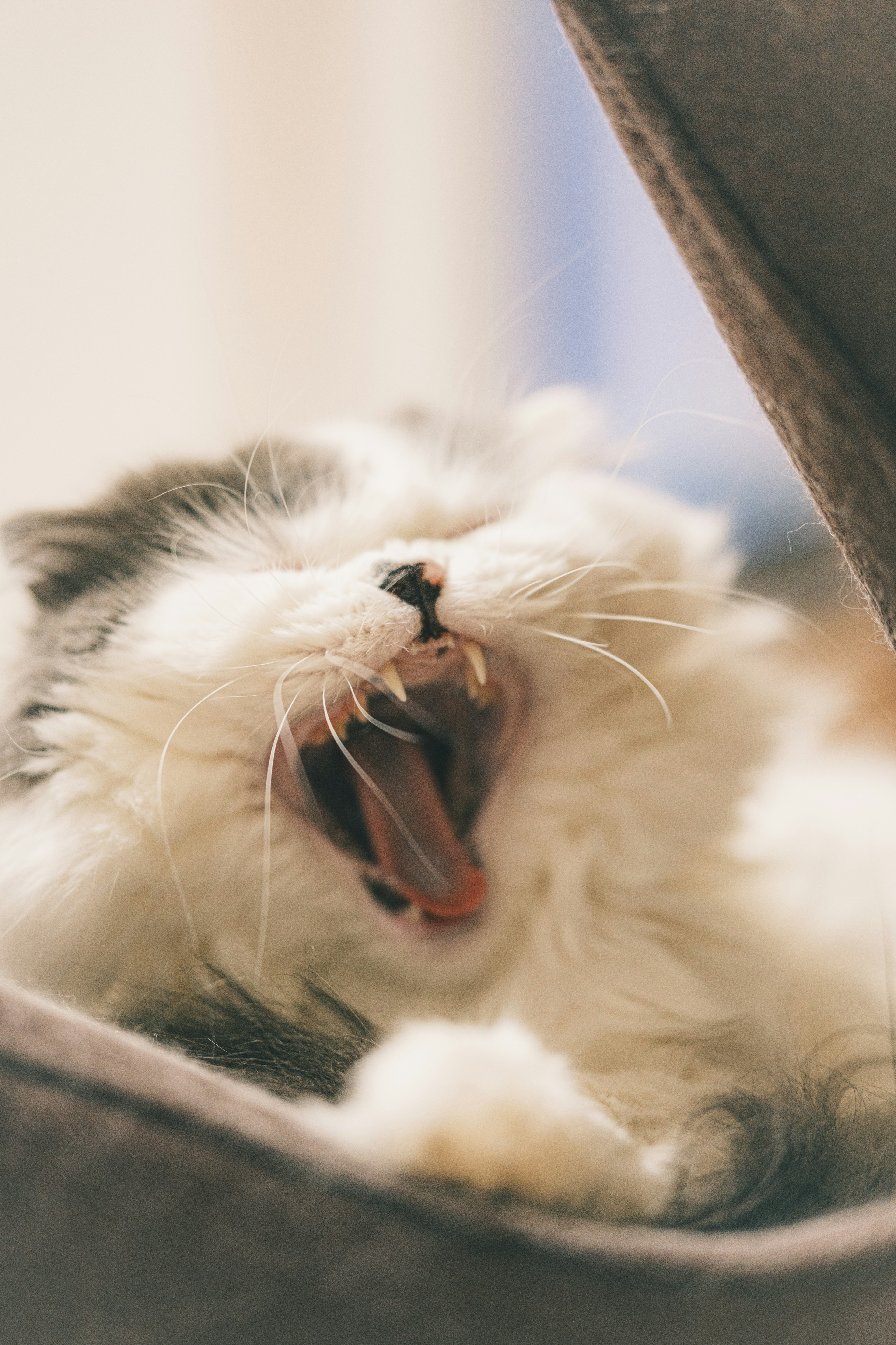 Close-up of a white and gray cat yawning