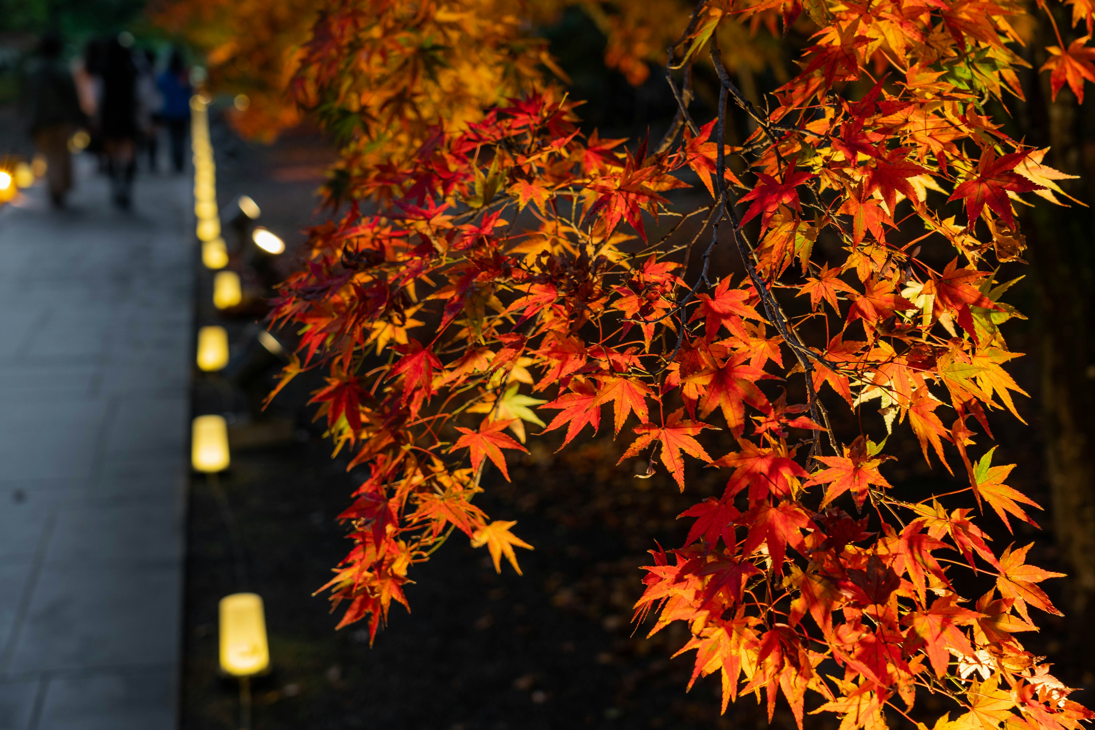 Vibrant orange maple leaves with lanterns lining a pathway