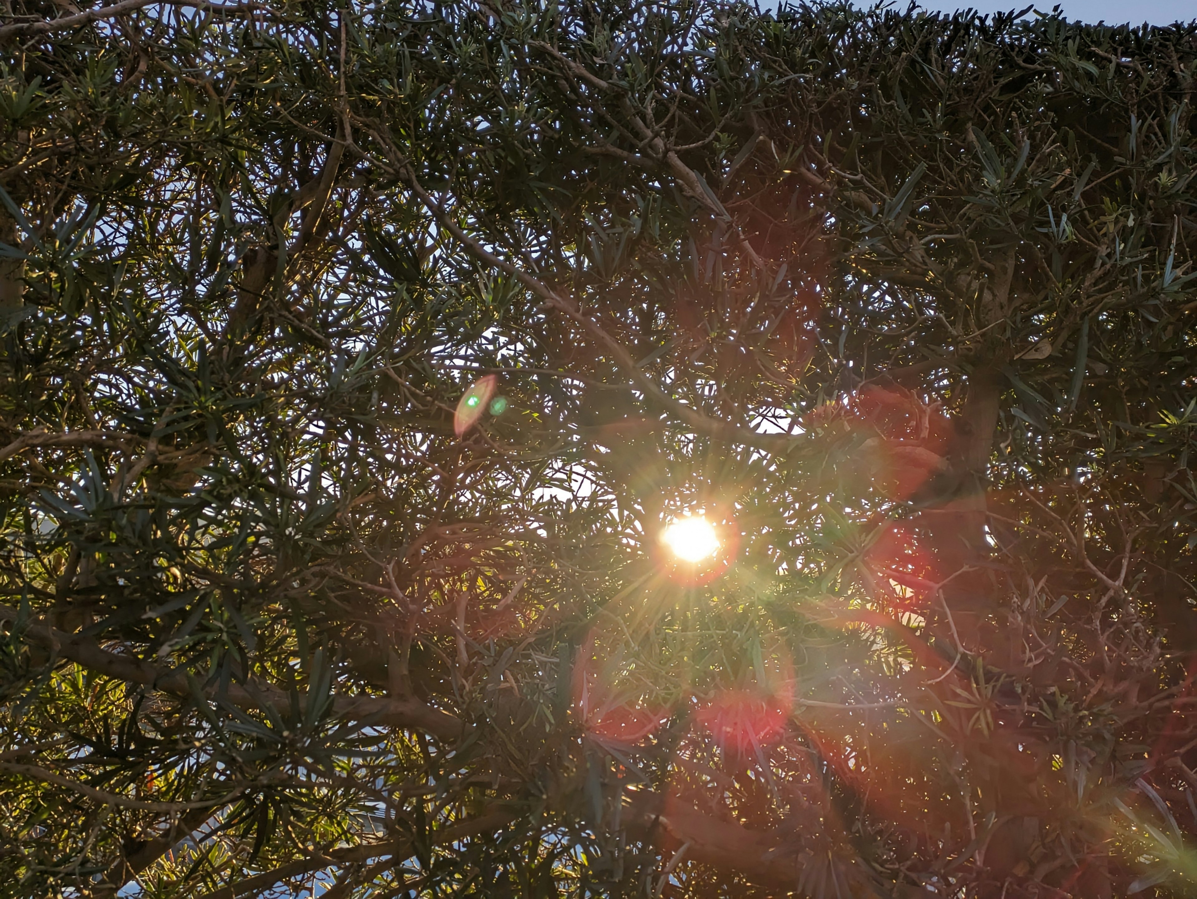 Luce del sole che filtra tra i rami di un albero con flare