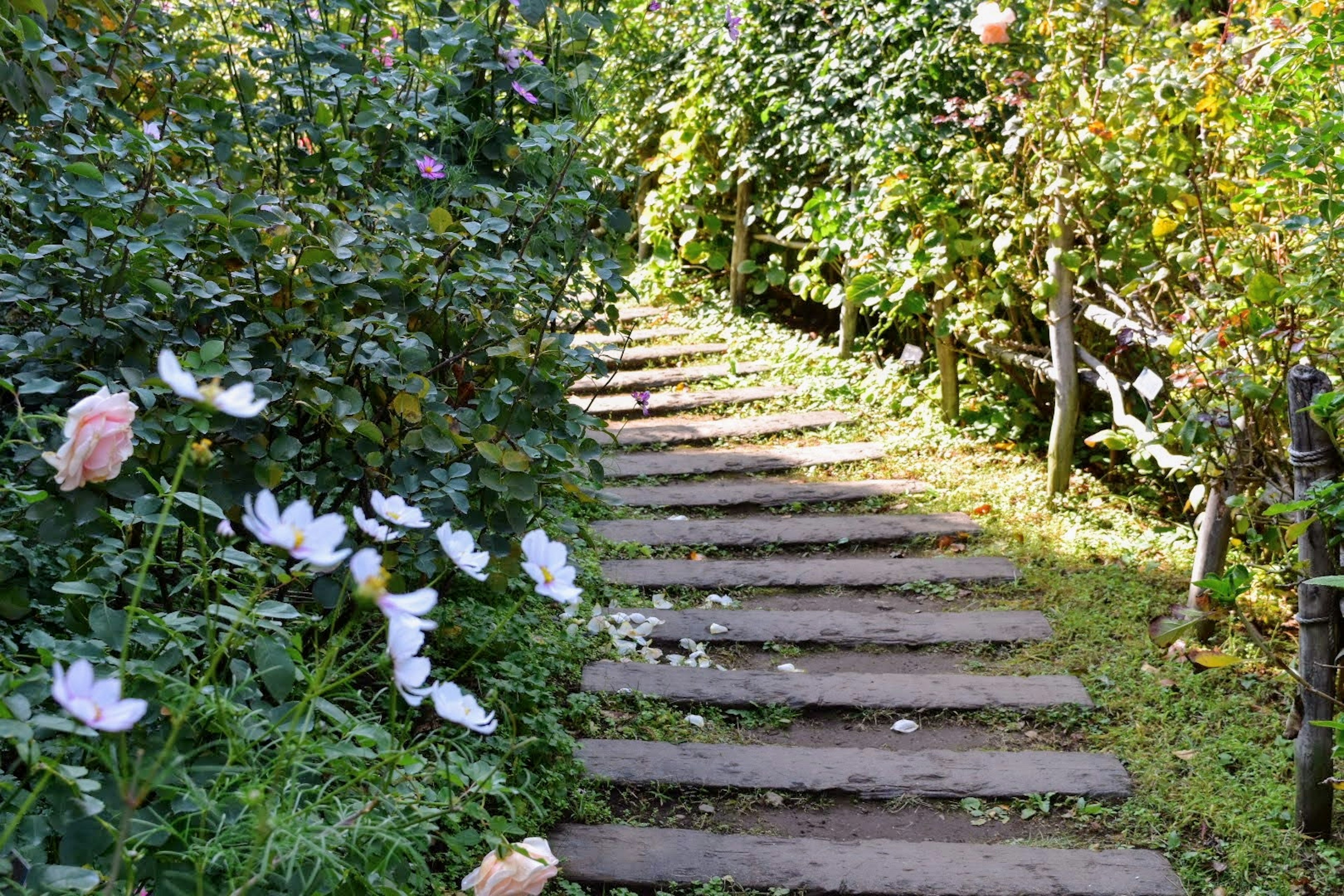 Camino de madera rodeado de plantas verdes y flores