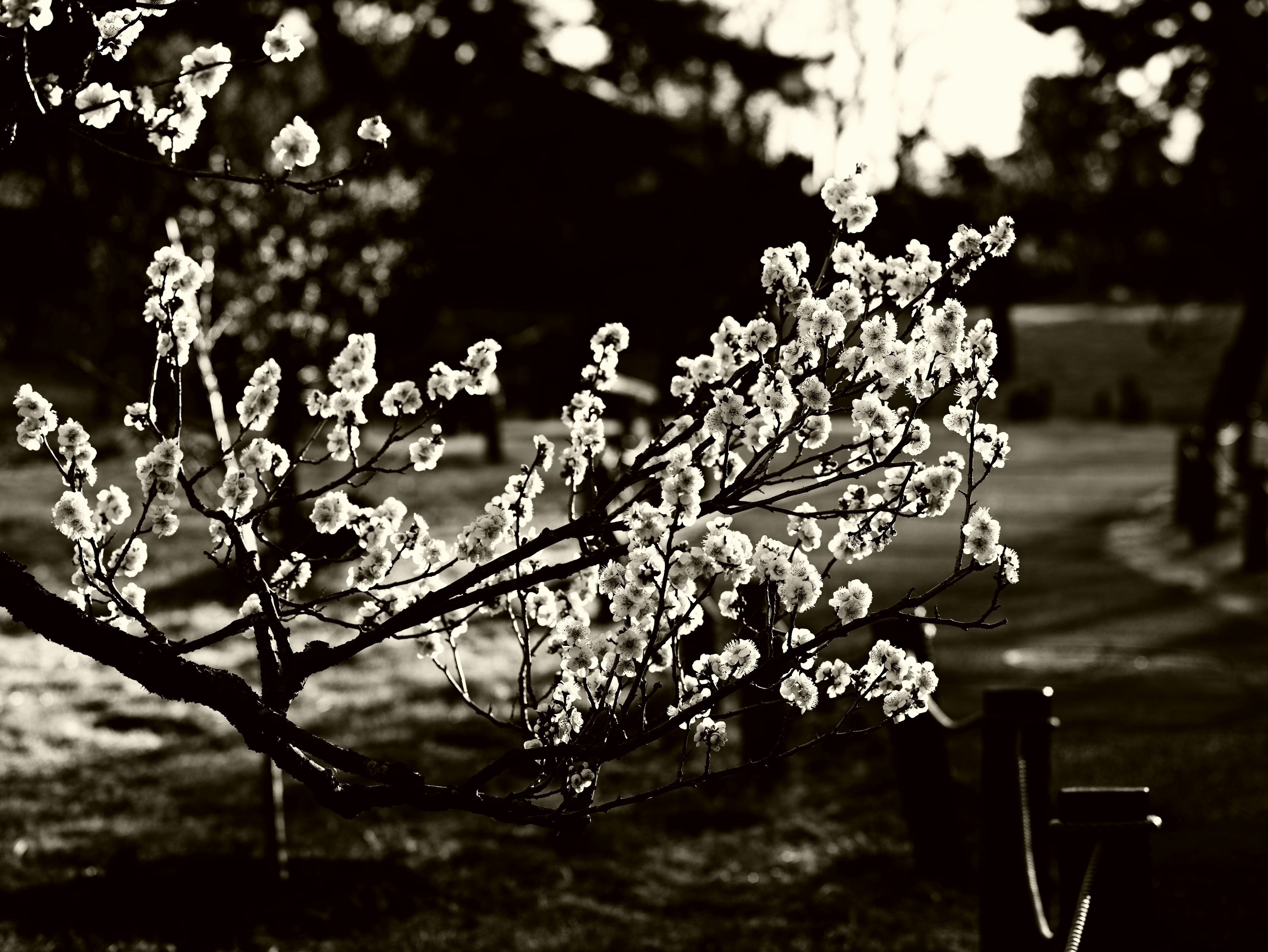 白黒の花が咲く枝が見える風景