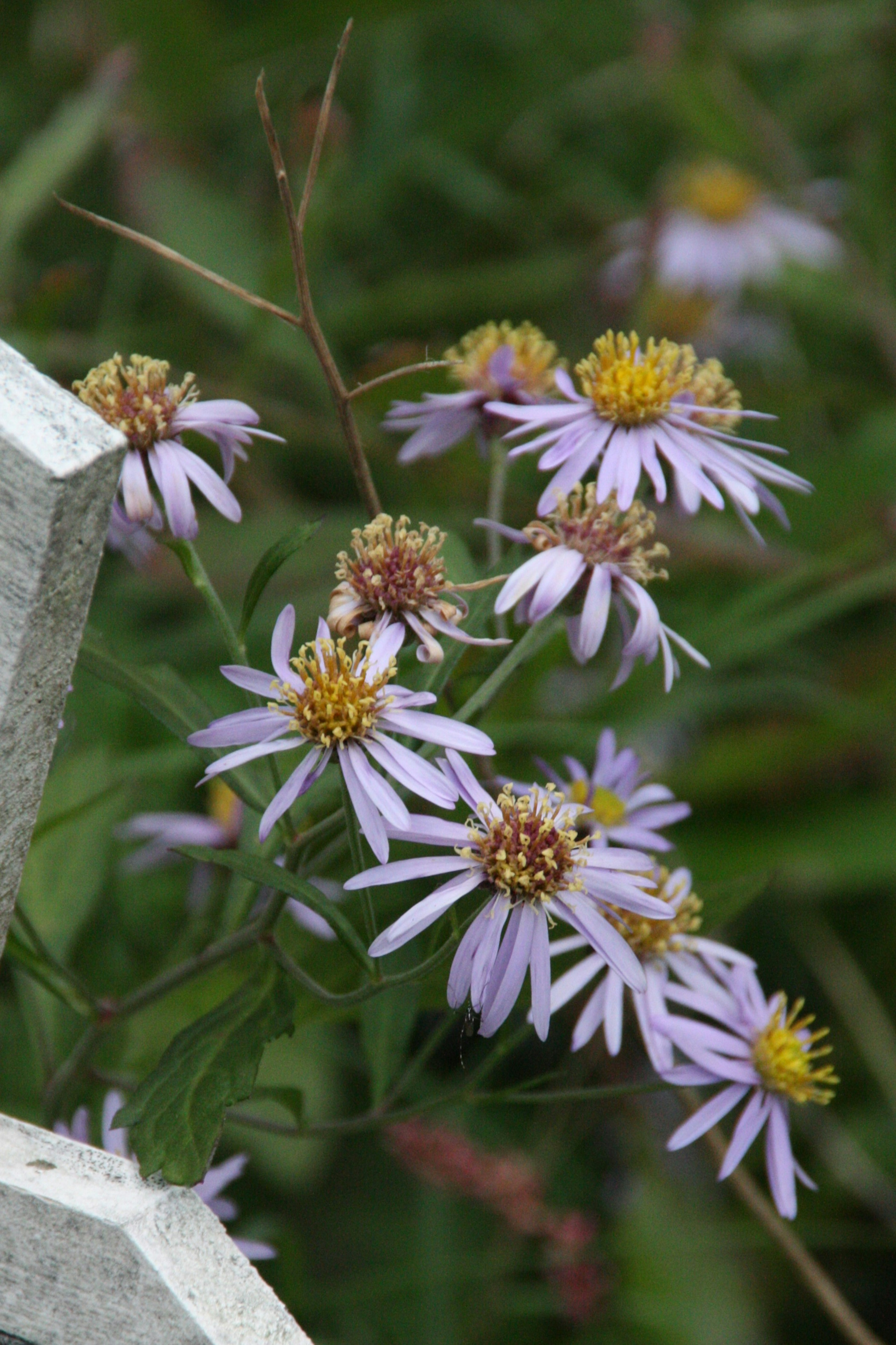 Acercamiento de flores moradas claras con centros amarillos características de la planta