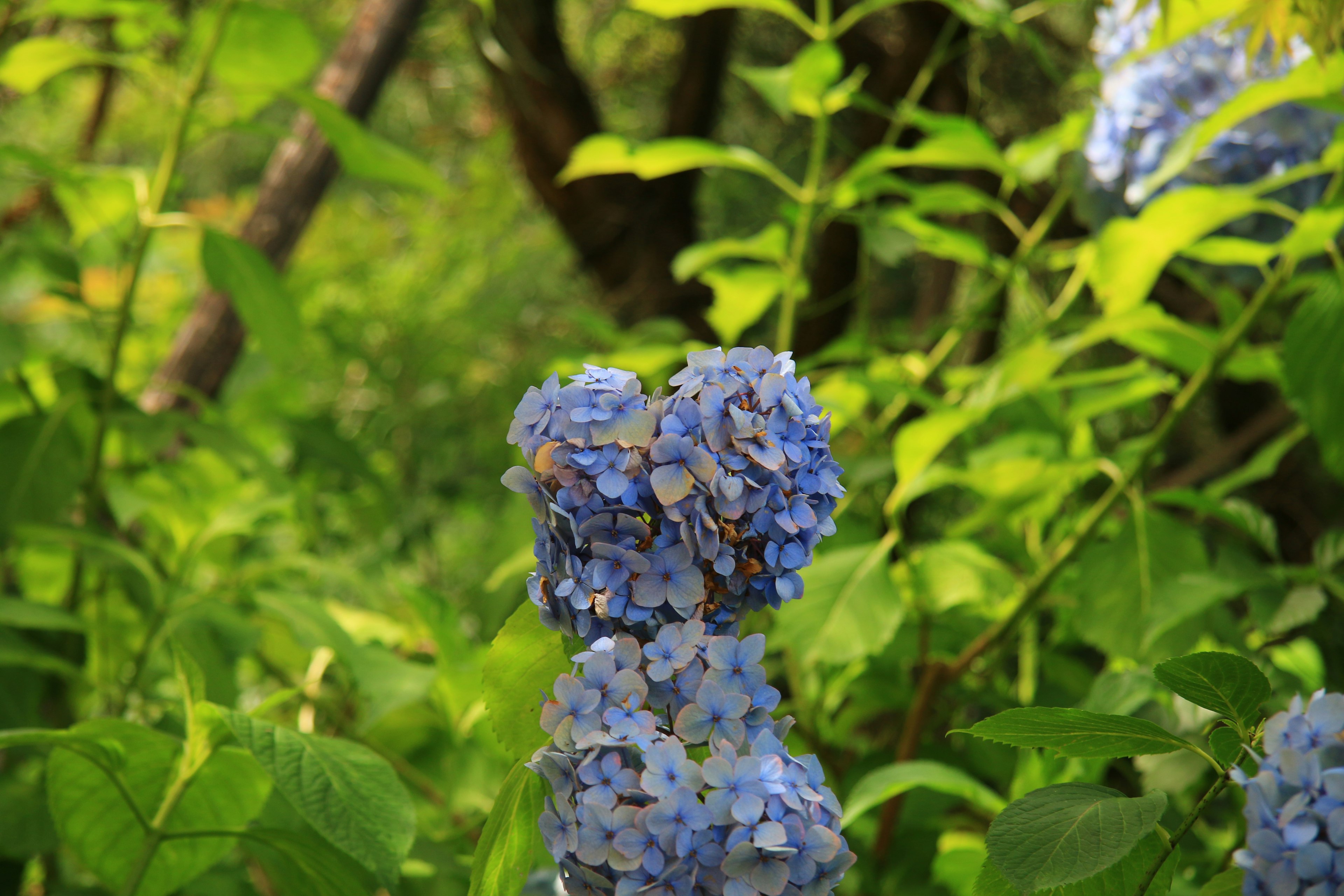 Blaue Hortensienblüten umgeben von üppigem grünem Laub