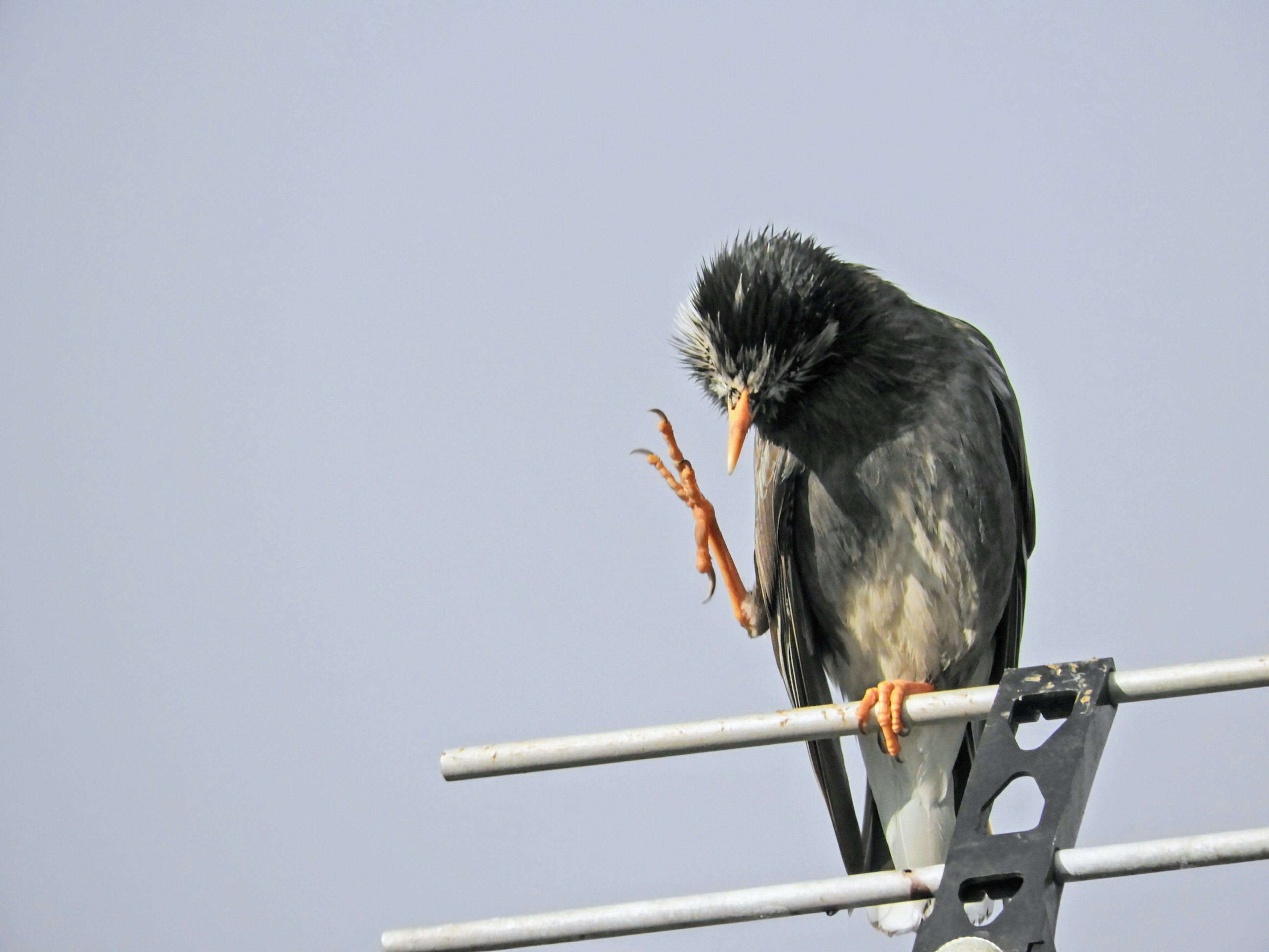 Un pájaro posado en una antena levantando su pie