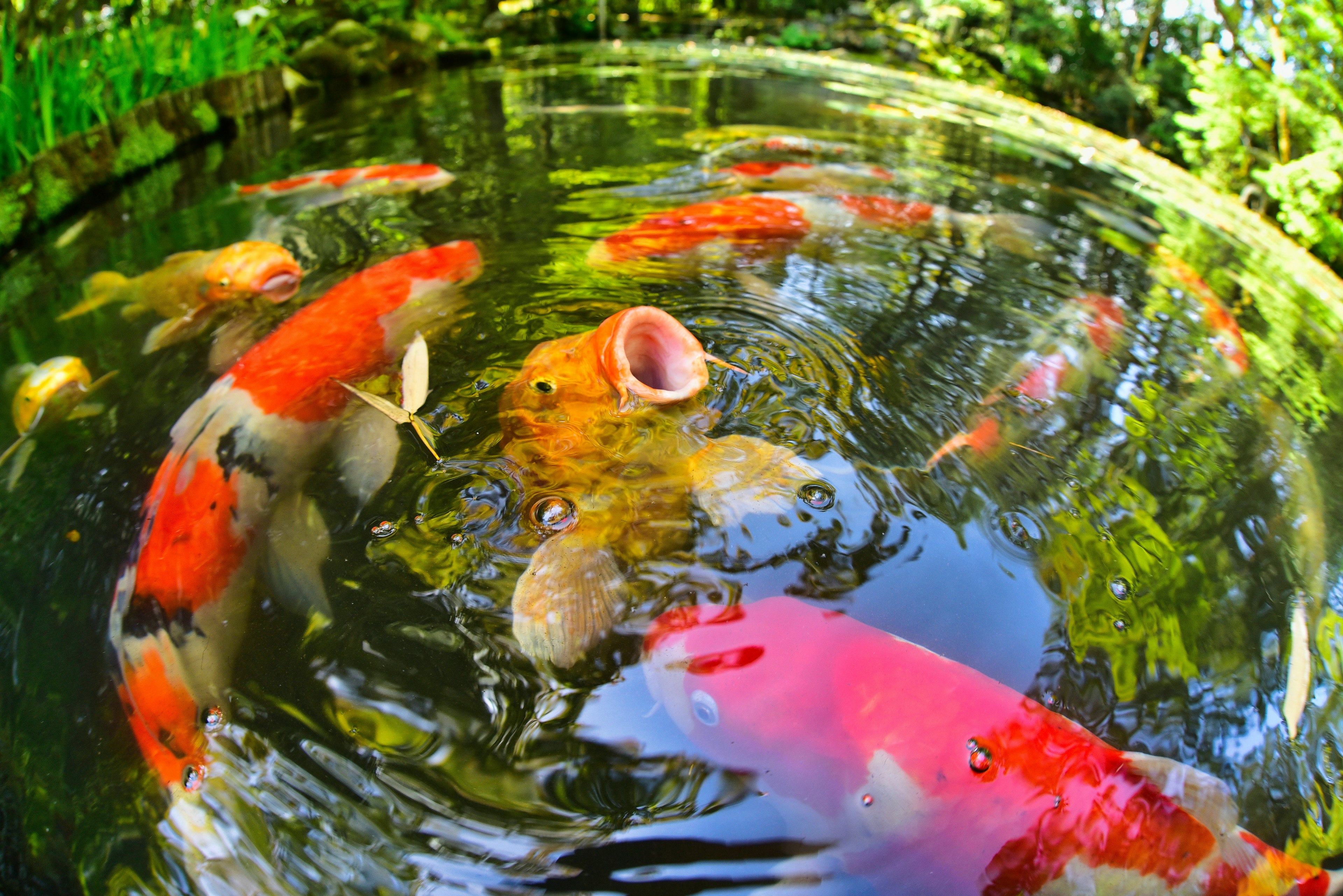 Peces koi coloridos nadando en un estanque con agua ondulante