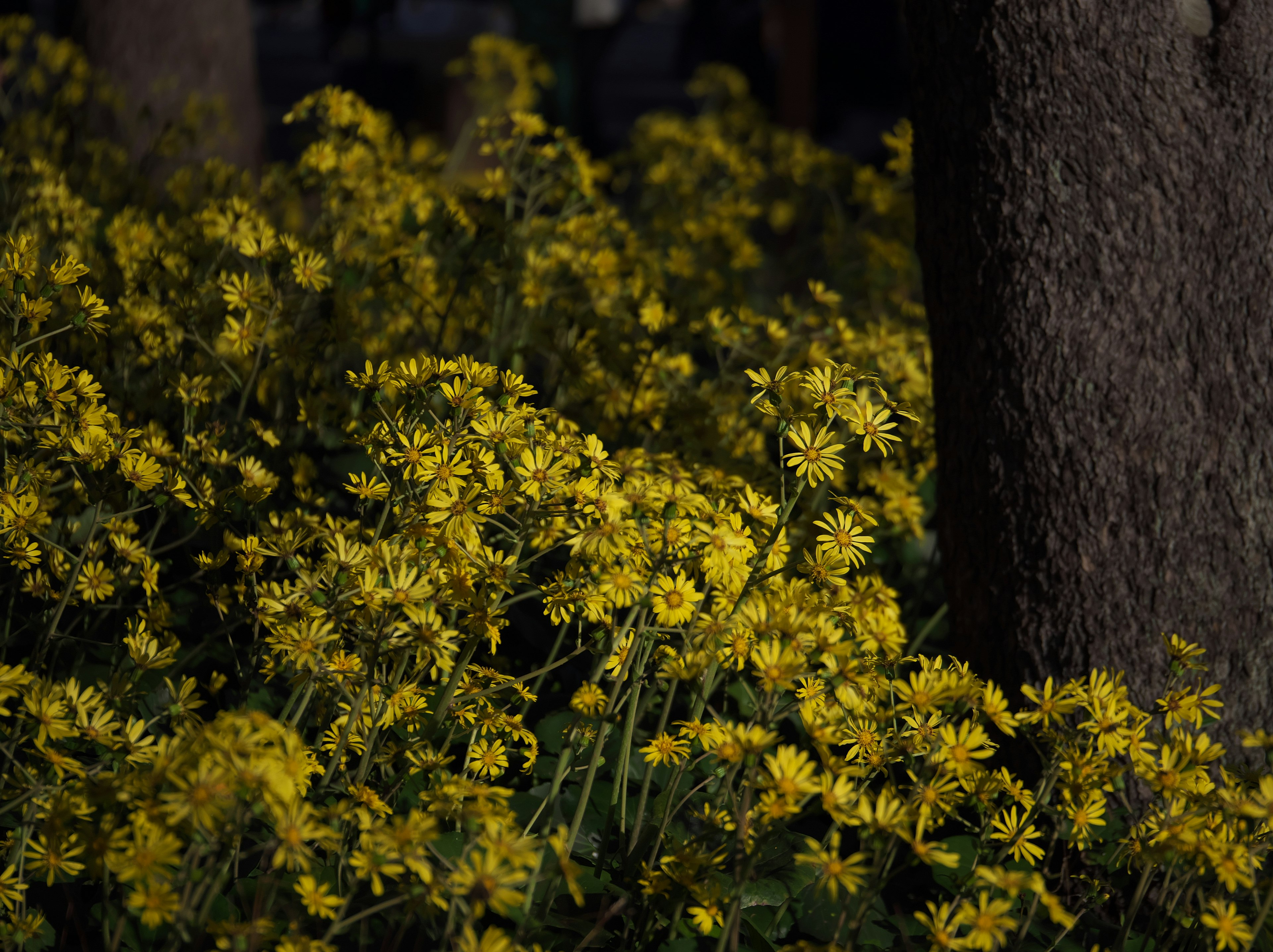 Champ de fleurs jaunes vives près d'un arbre