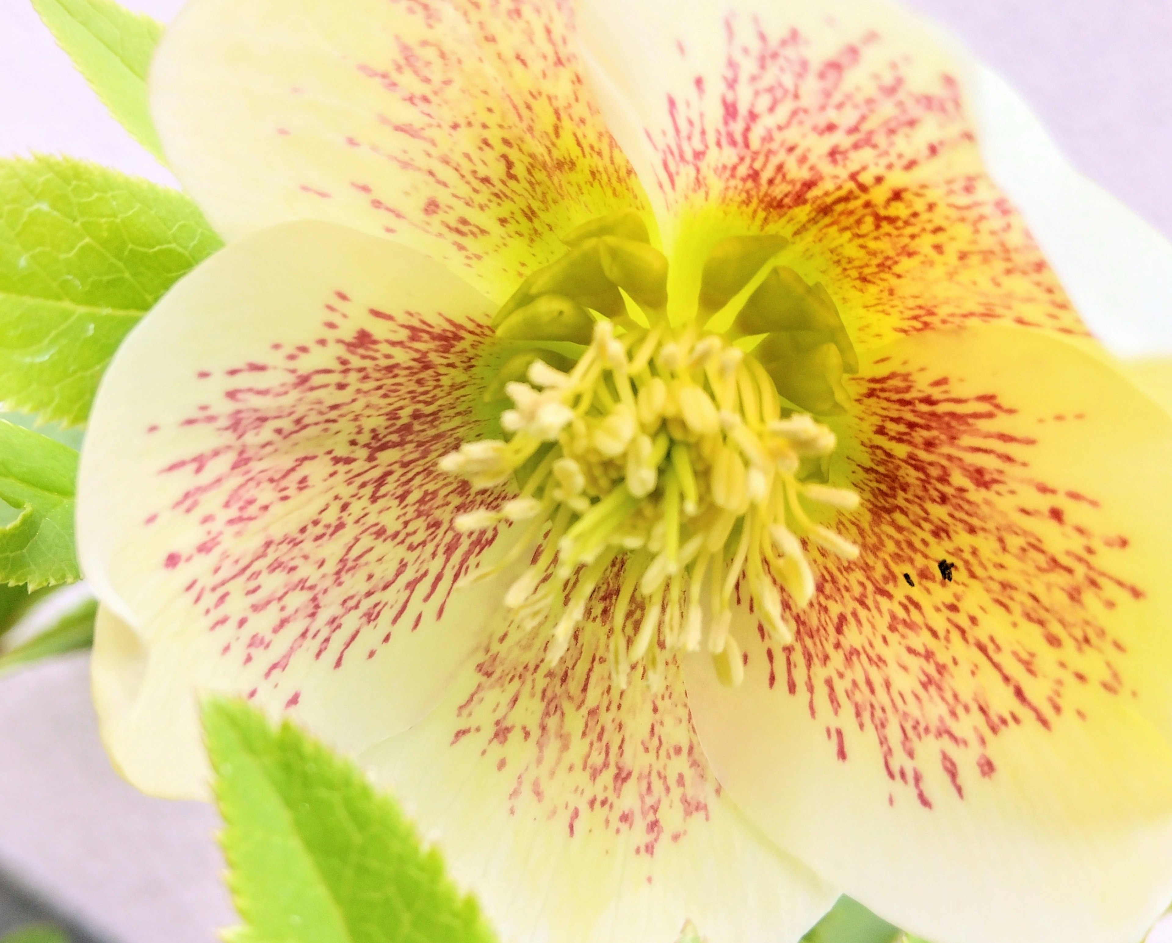 Close-up of a yellow flower with red speckles