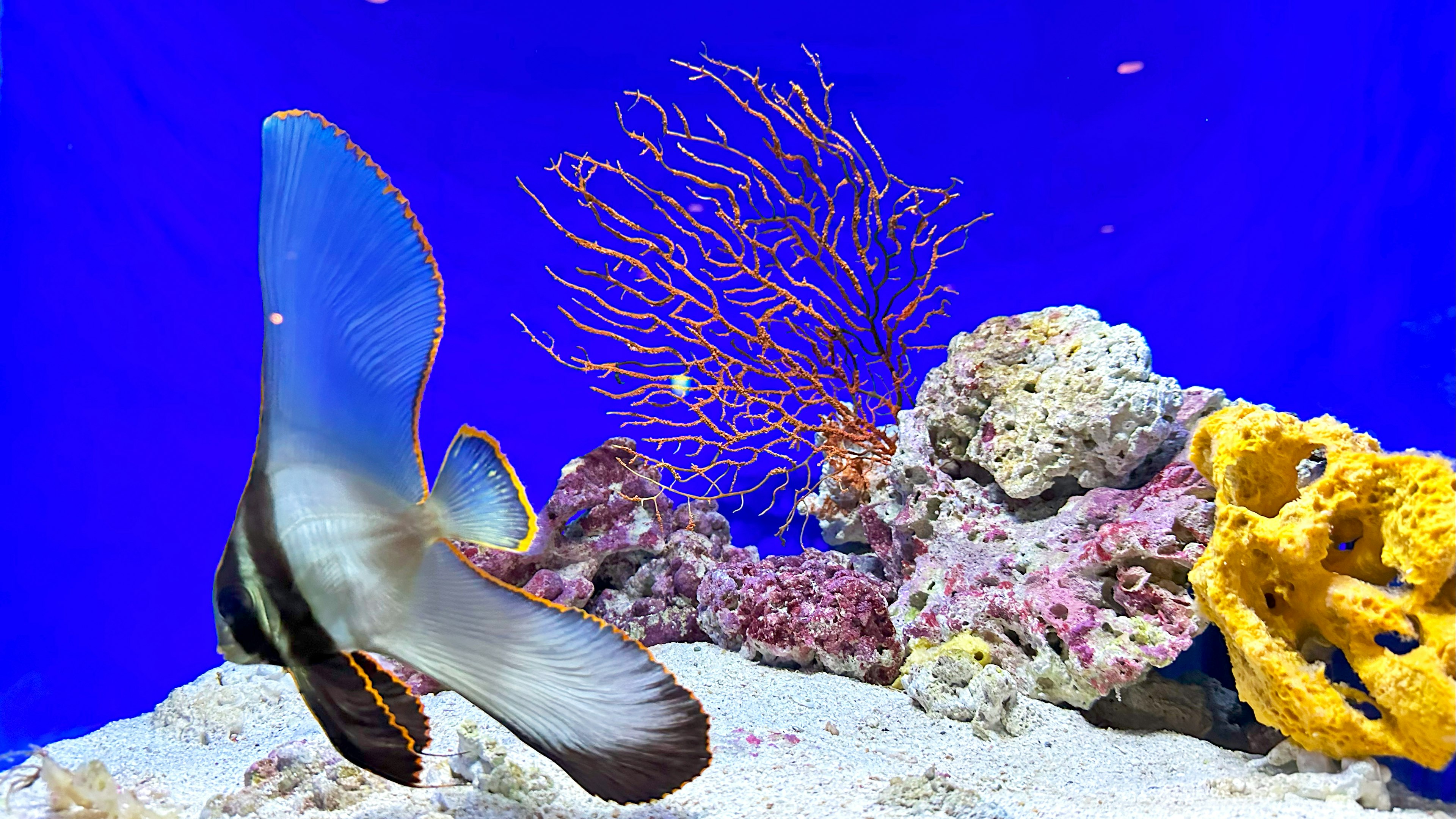 色とりどりのサンゴ礁と青い海の中を泳ぐ魚