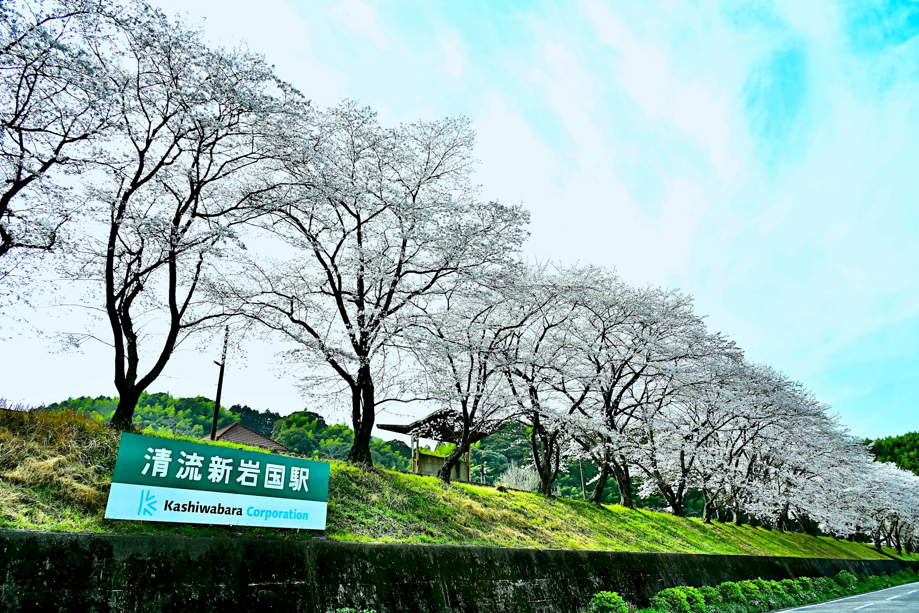 桜の木が並ぶ風景と看板