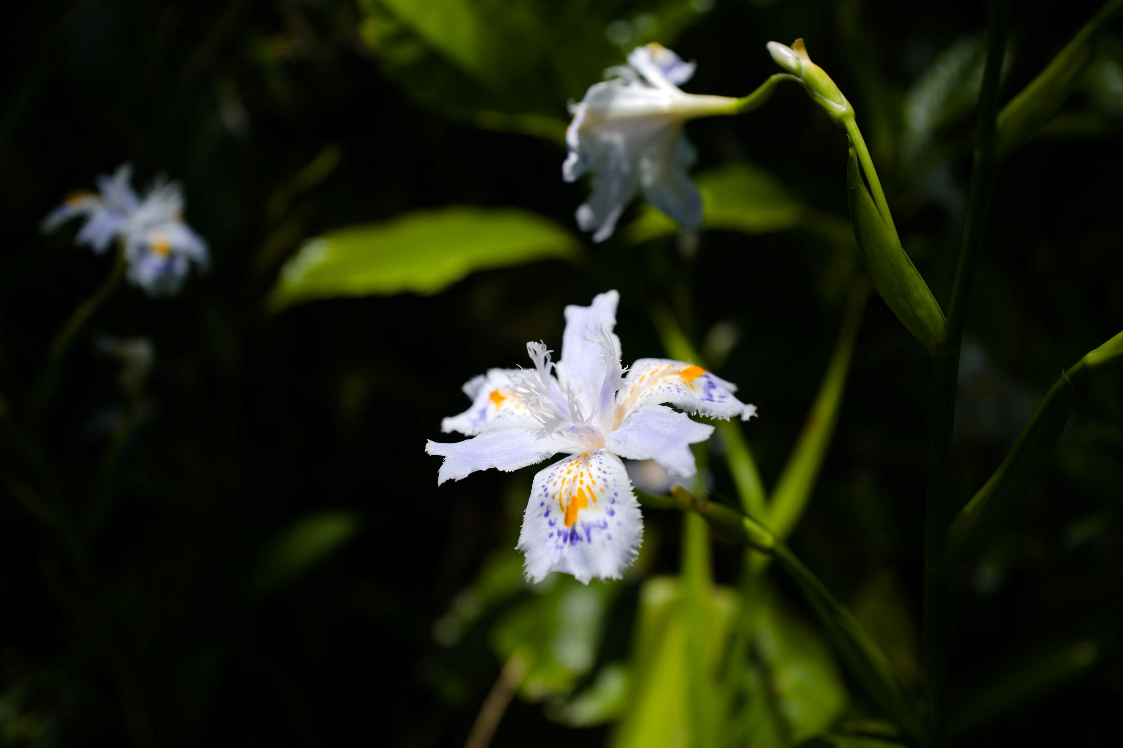 Un delicato fiore bianco con accenti gialli circondato da foglie verdi lussureggianti