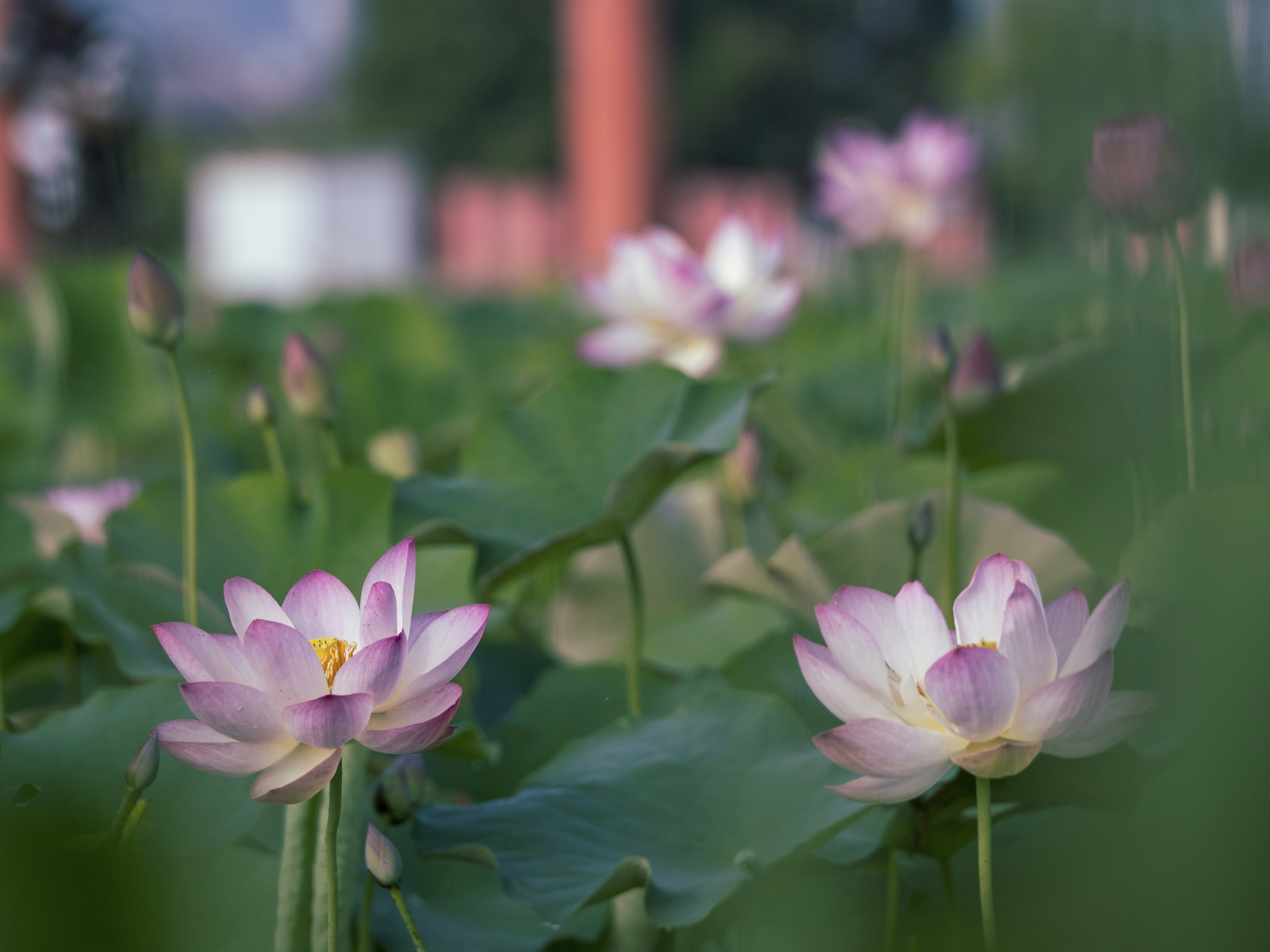 Beautiful scene of lotus flowers blooming in a pond