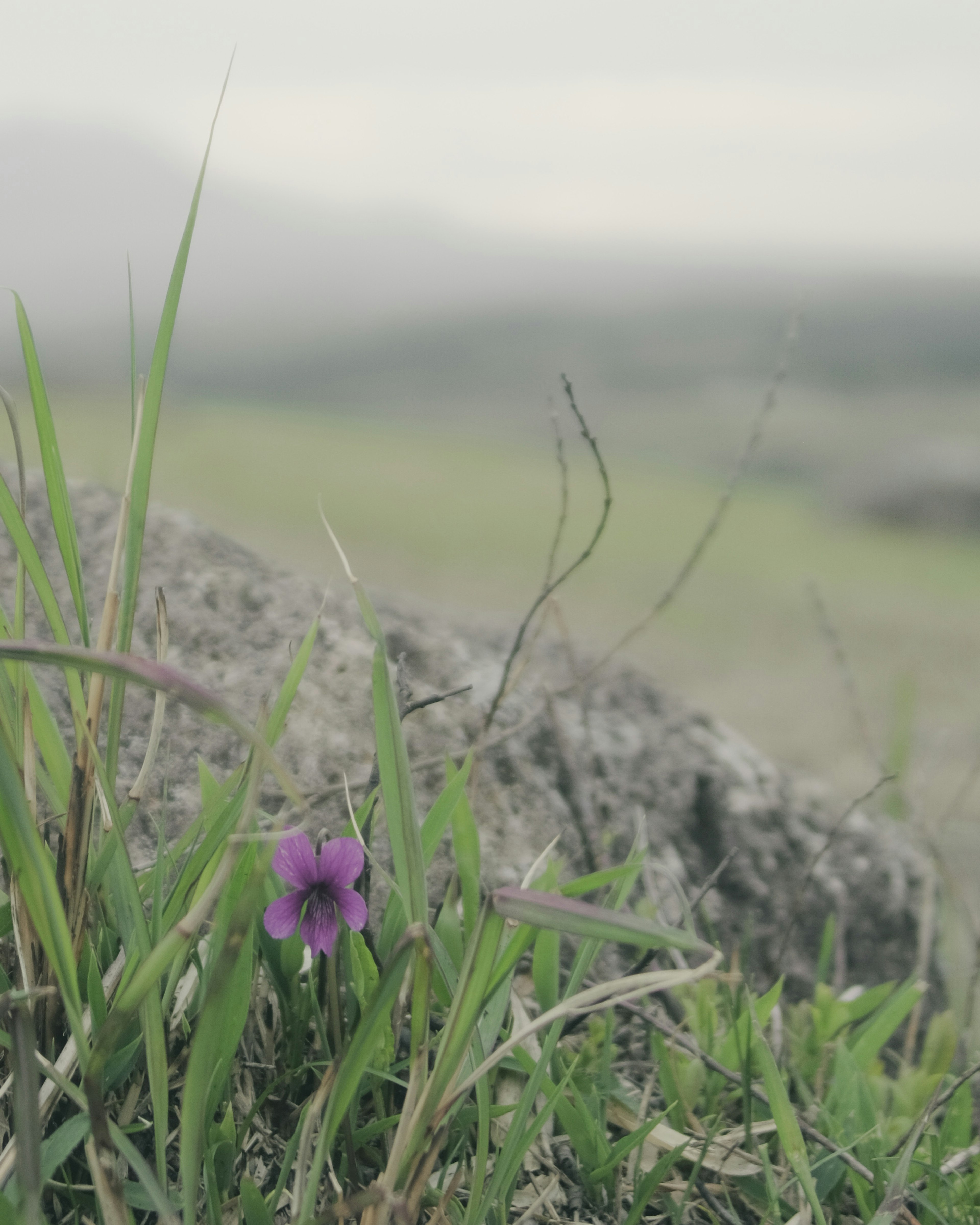 Acercamiento de una flor morada al lado de una roca con un paisaje verde borroso de fondo