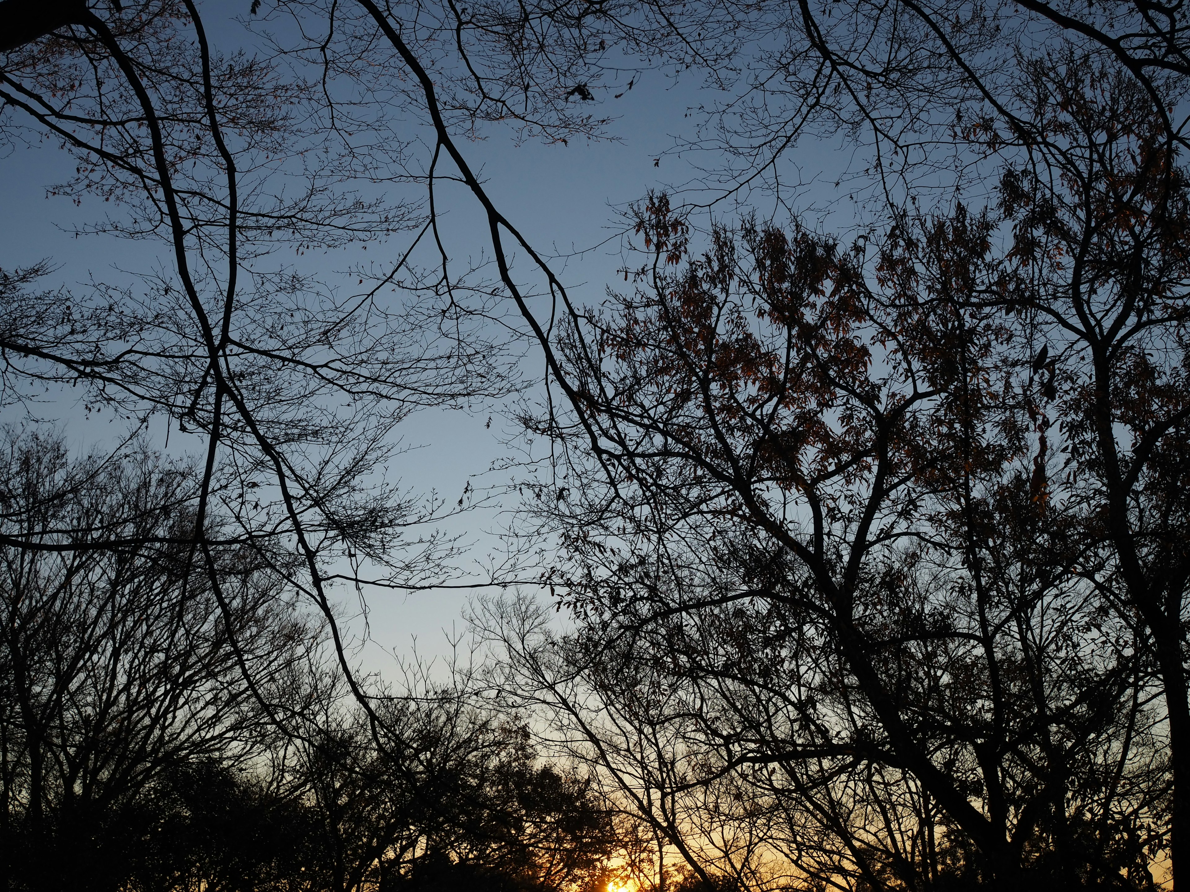 Silhouette of trees against a gradient sky at dusk