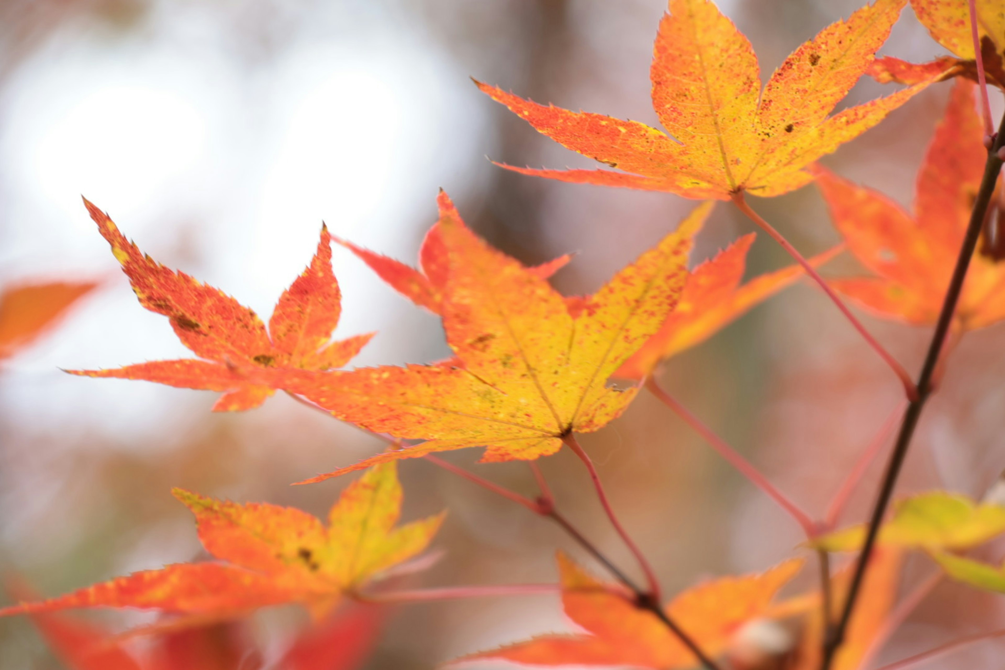 Vibrant orange and yellow maple leaves in autumn