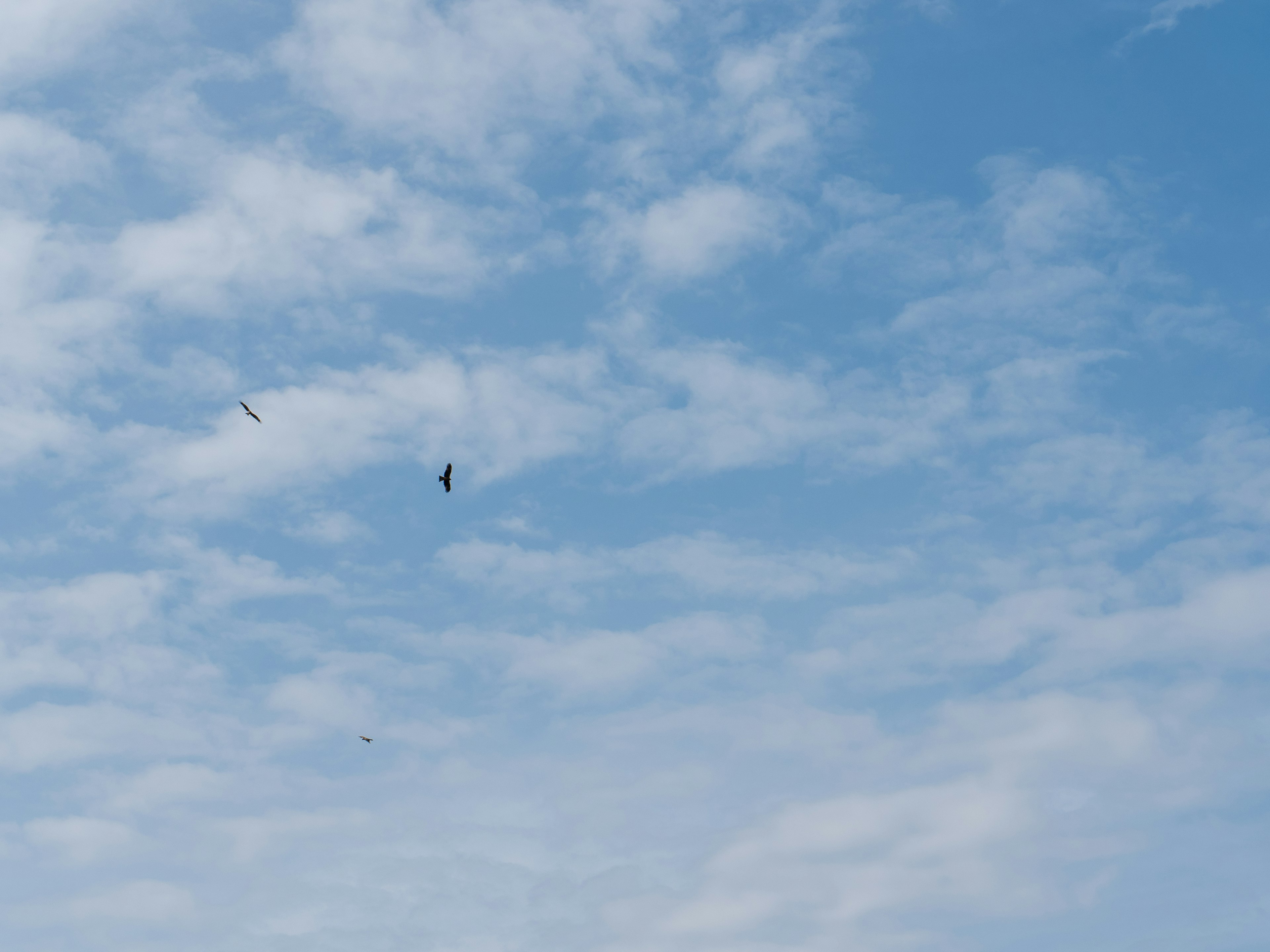 青空に浮かぶ雲と飛んでいる鳥