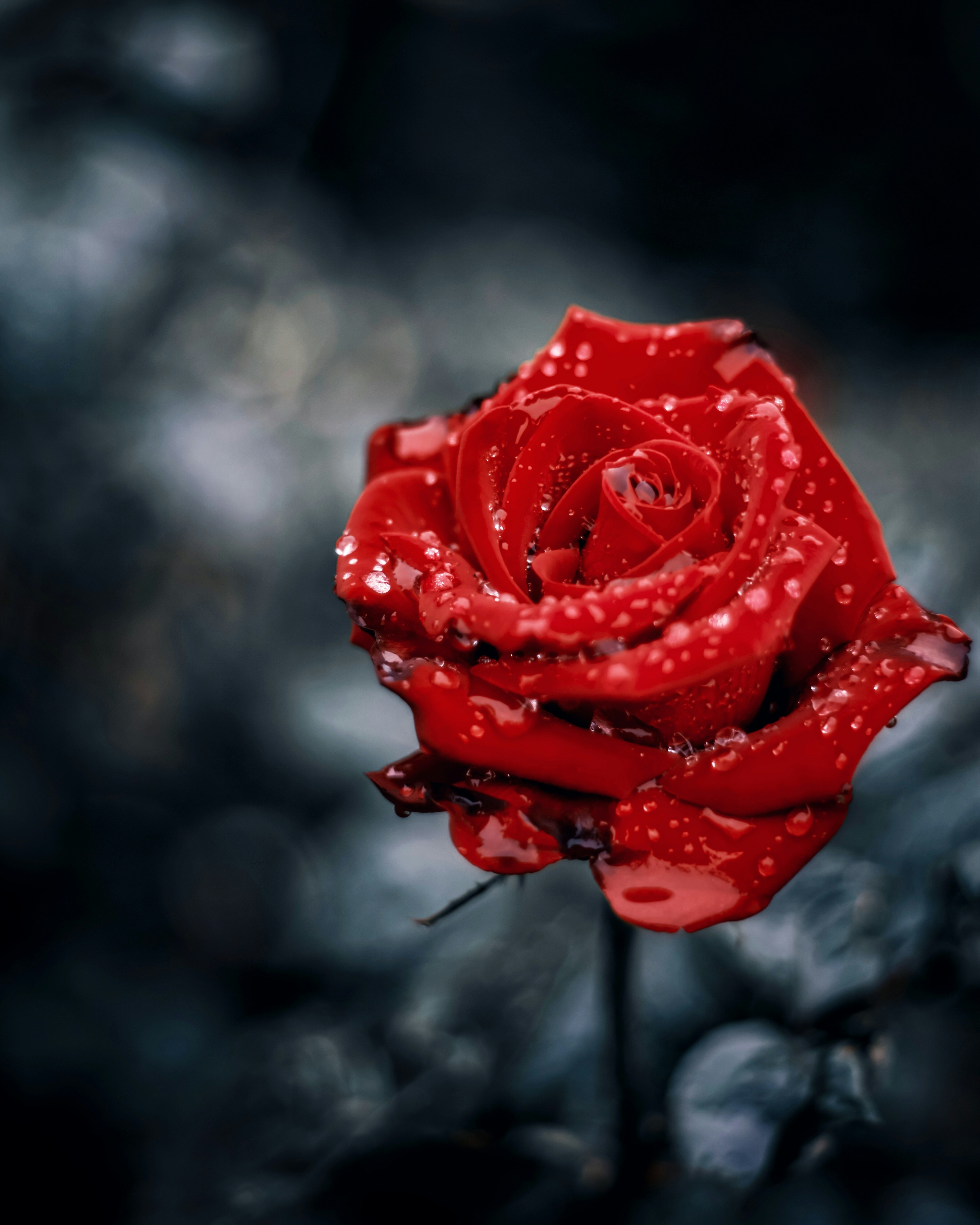 A beautiful red rose with water droplets against a dark background