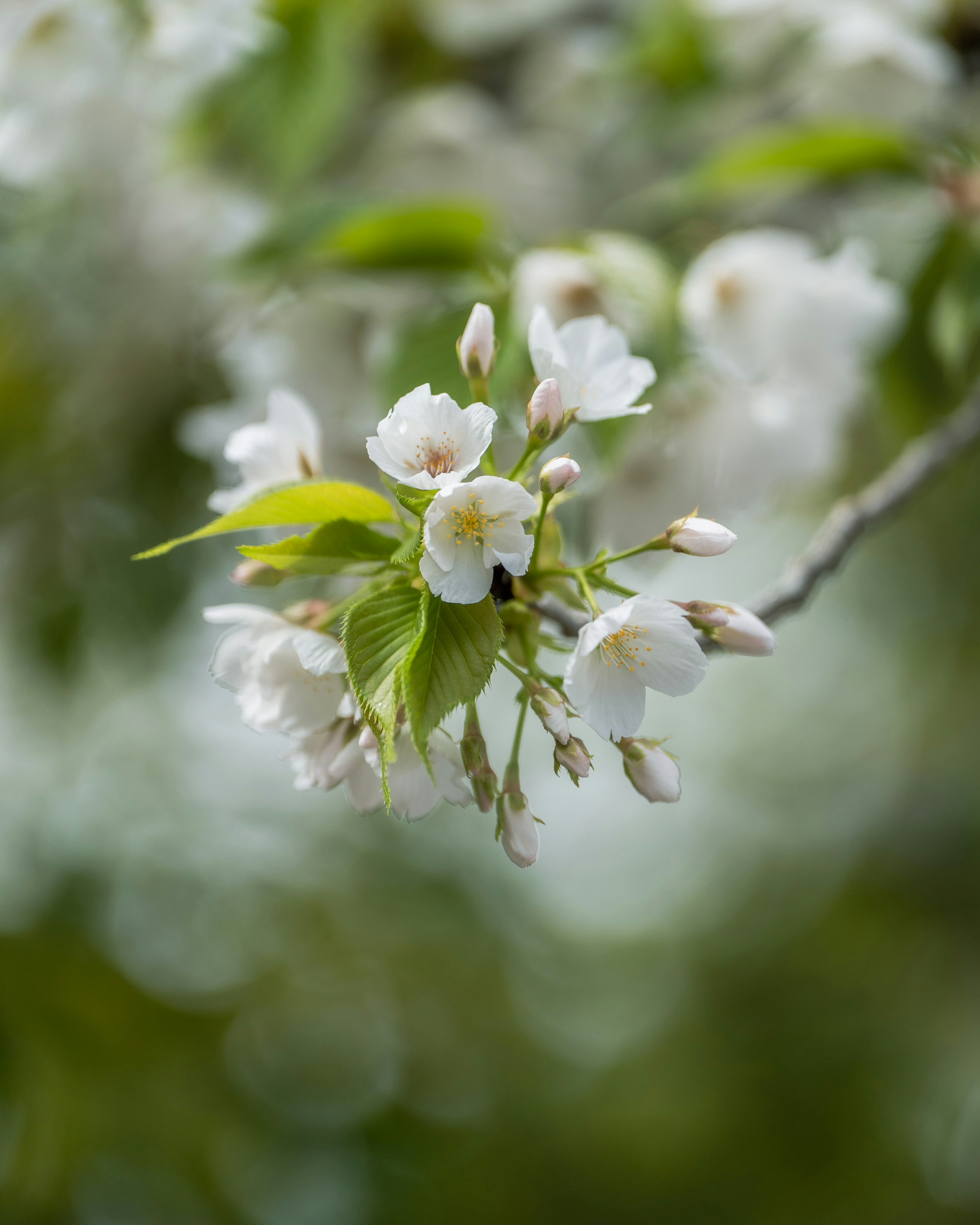 Primer plano de flores de cerezo blancas y hojas jóvenes en una rama