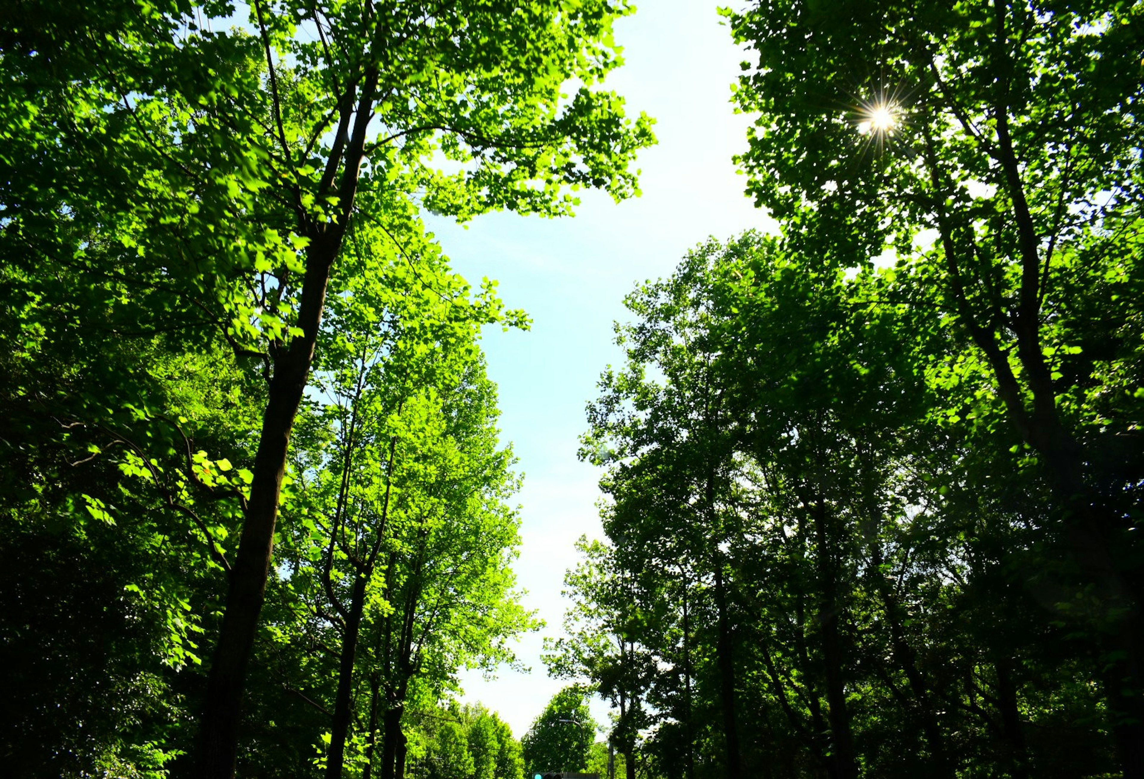 A path surrounded by lush green trees under a bright sky