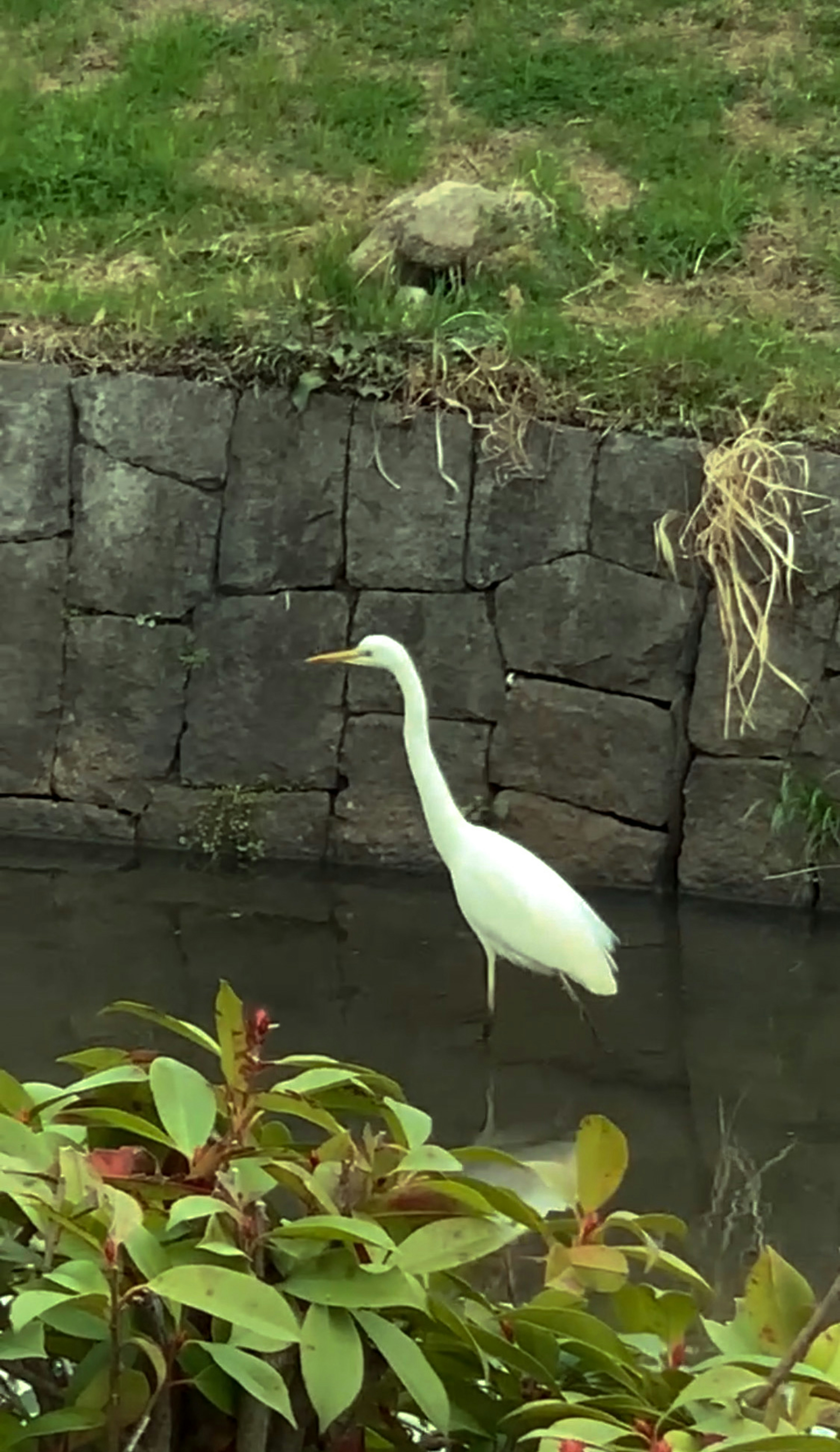 Un héron blanc se tenant au bord de l'eau