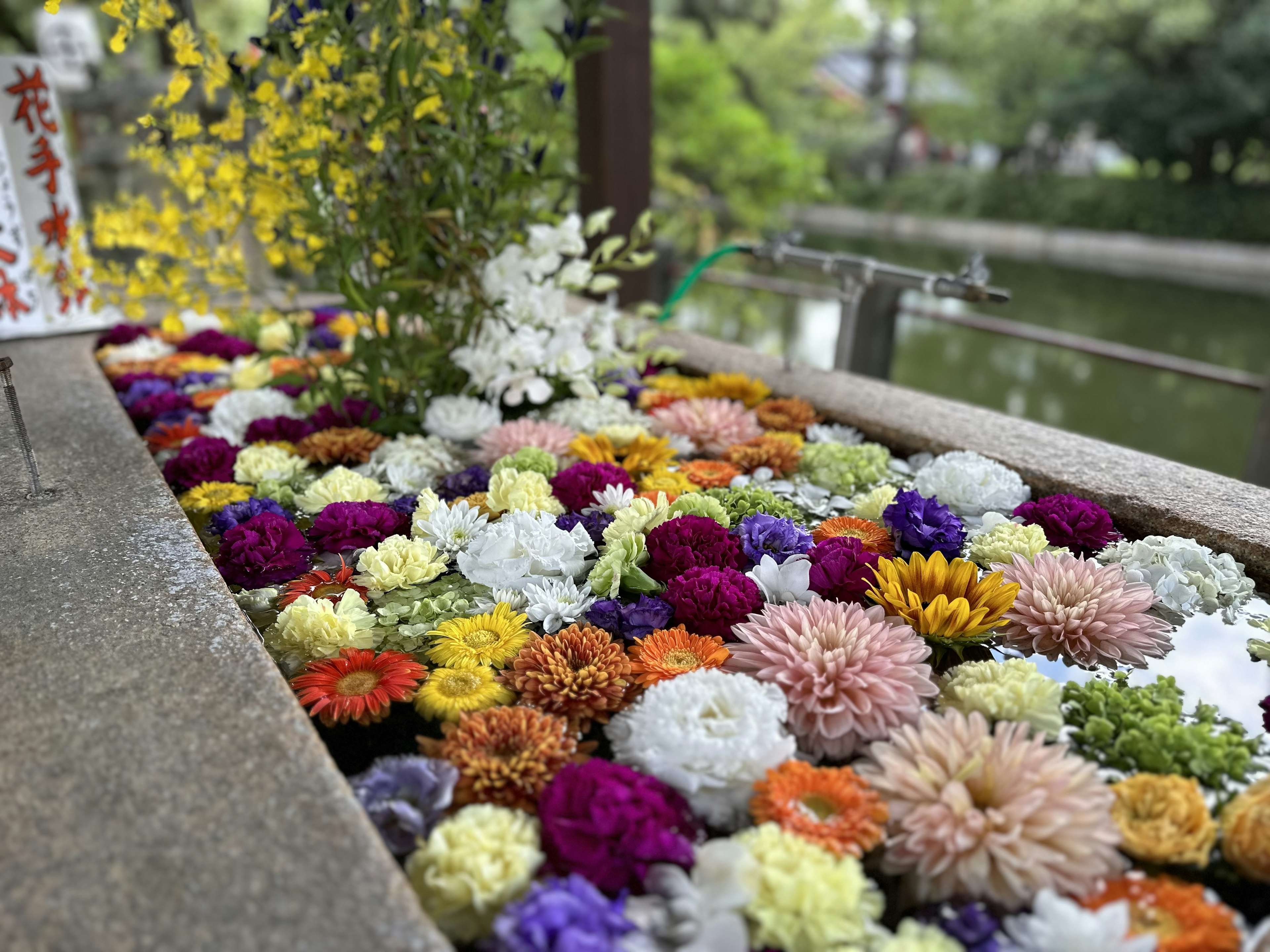 色とりどりの花が浮かぶ水面の景観