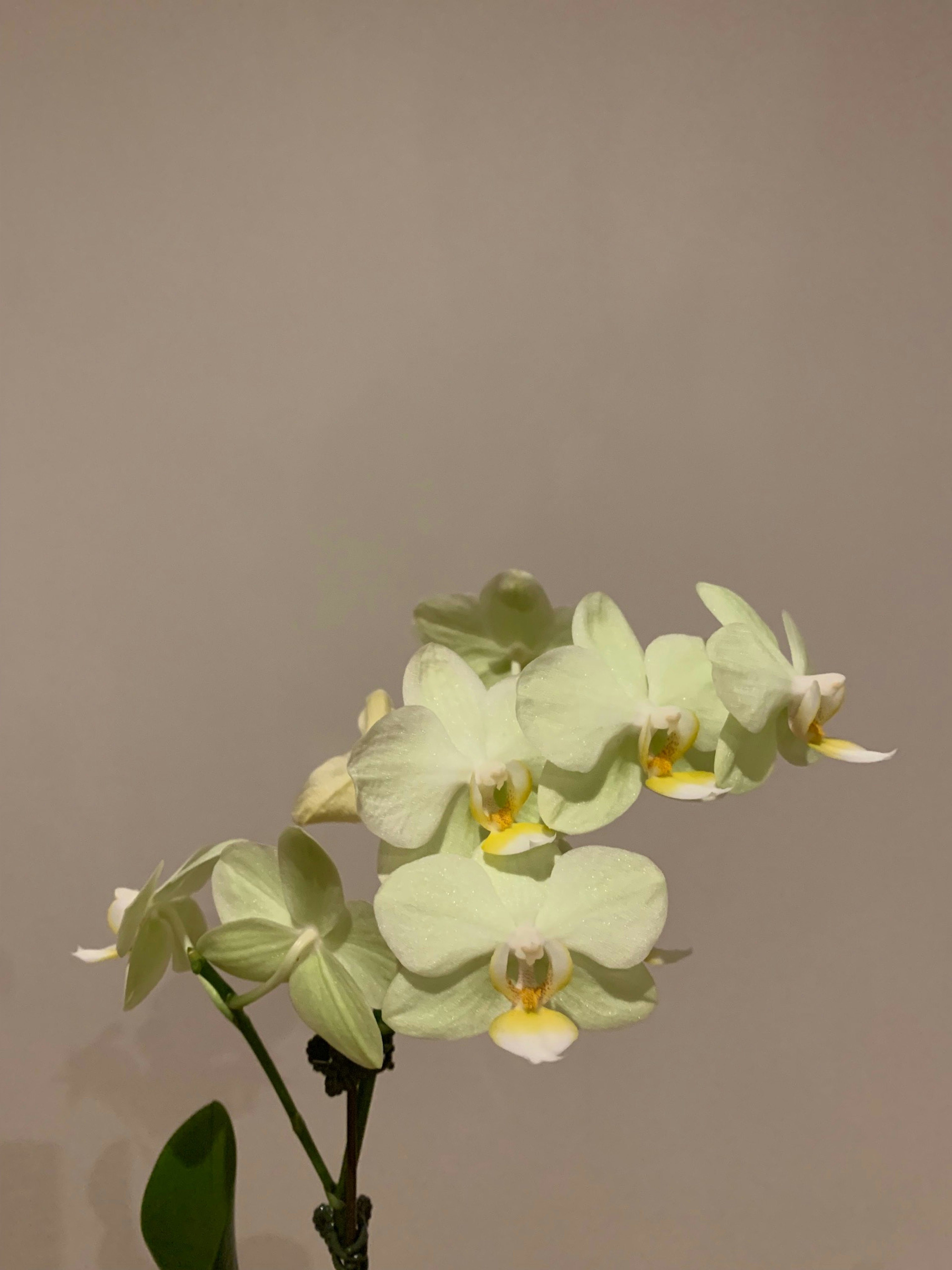 A beautiful white orchid flower in bloom