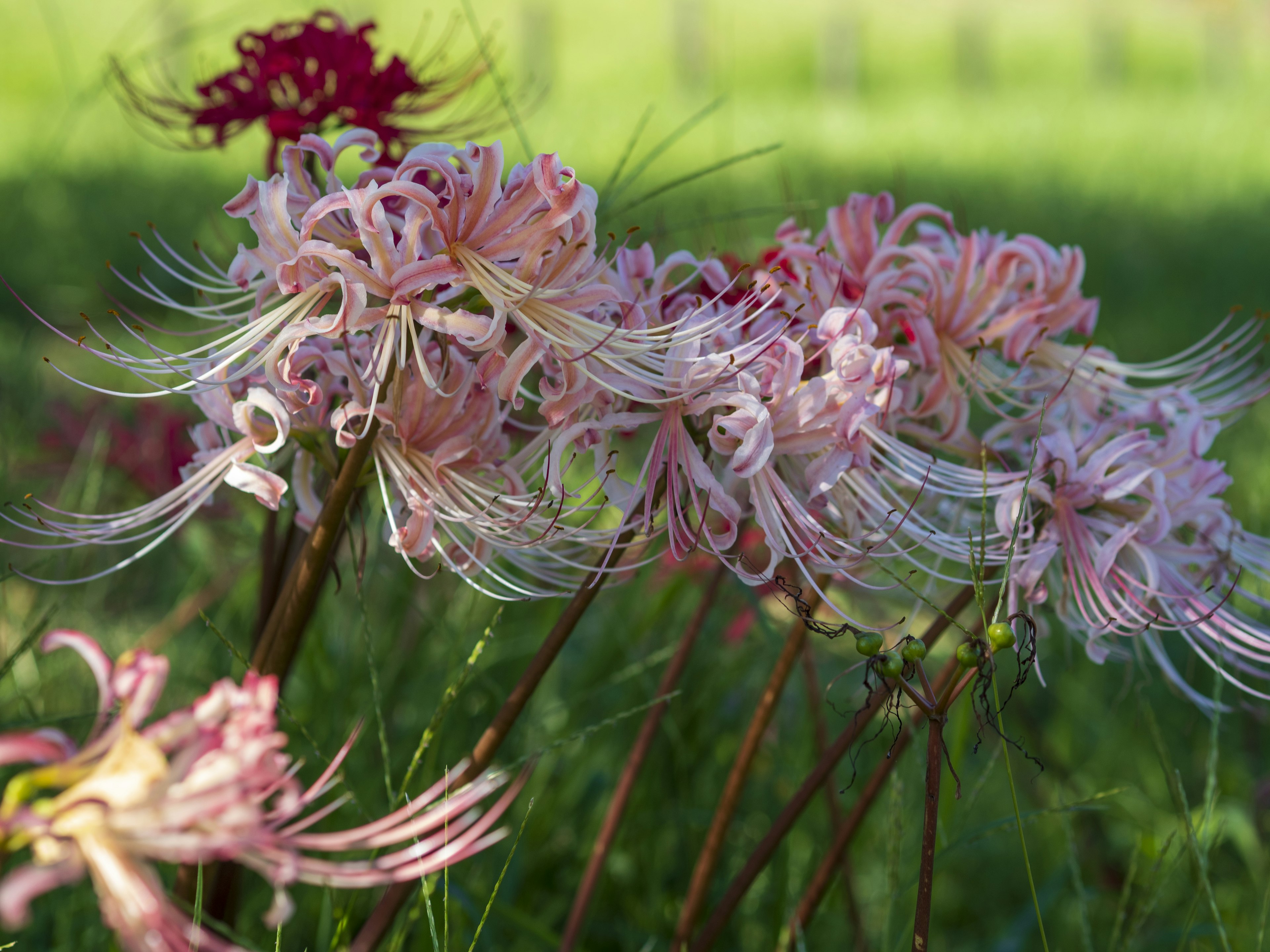 Bellissimi gigli ragno rosa che fioriscono in un campo verde