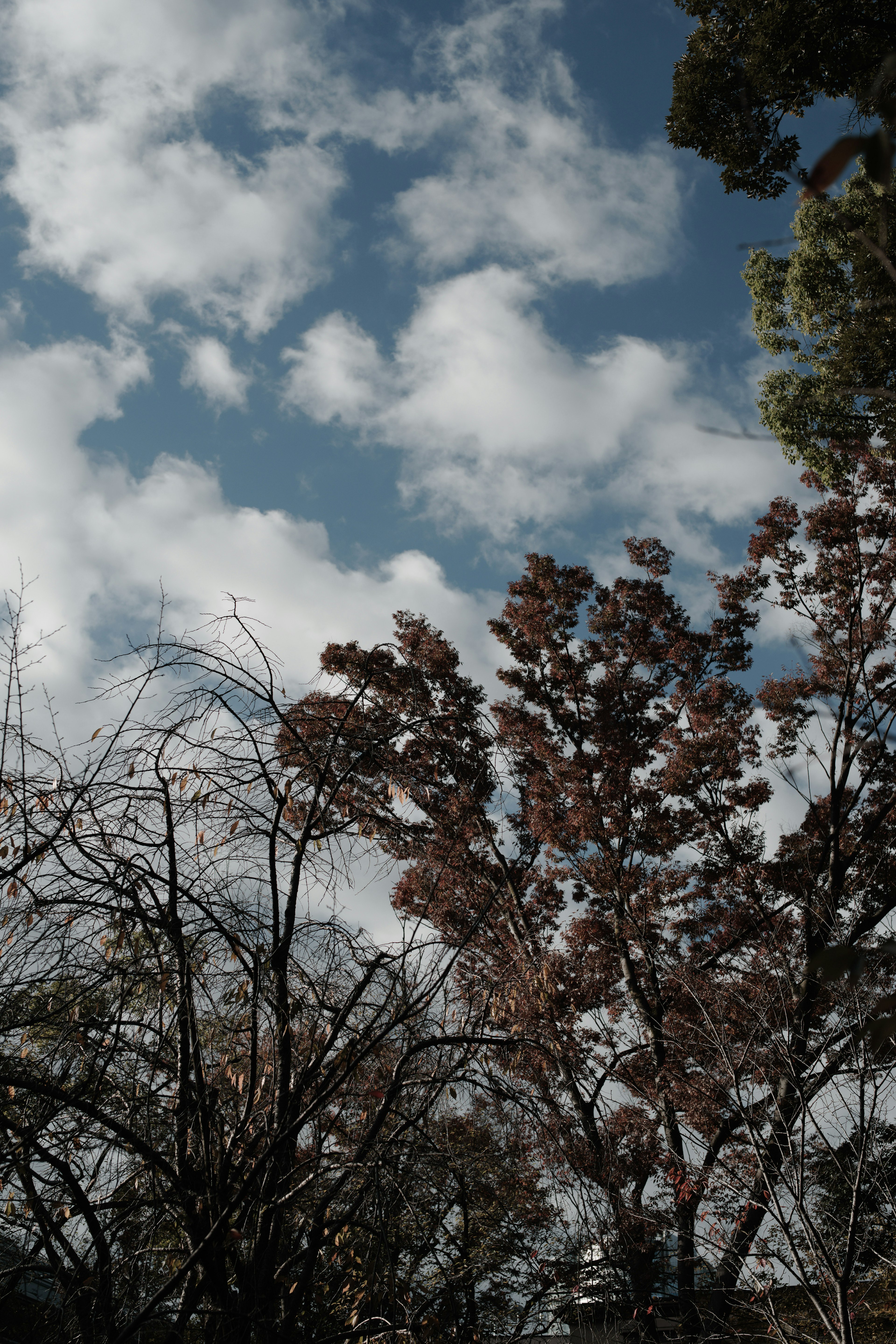 Un paysage avec des arbres colorés devant un ciel bleu et des nuages