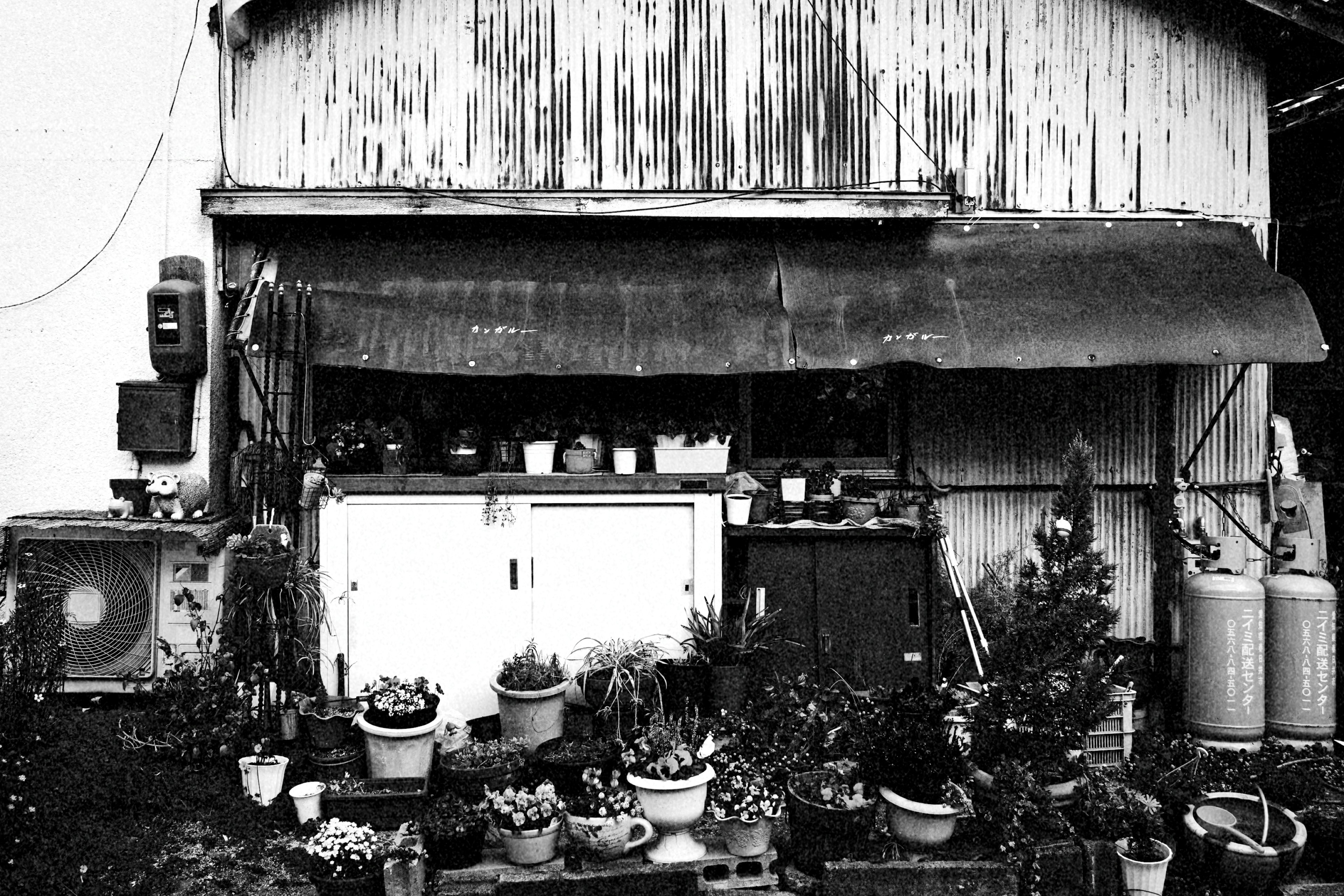 Cobertizo viejo con plantas en macetas y herramientas delante