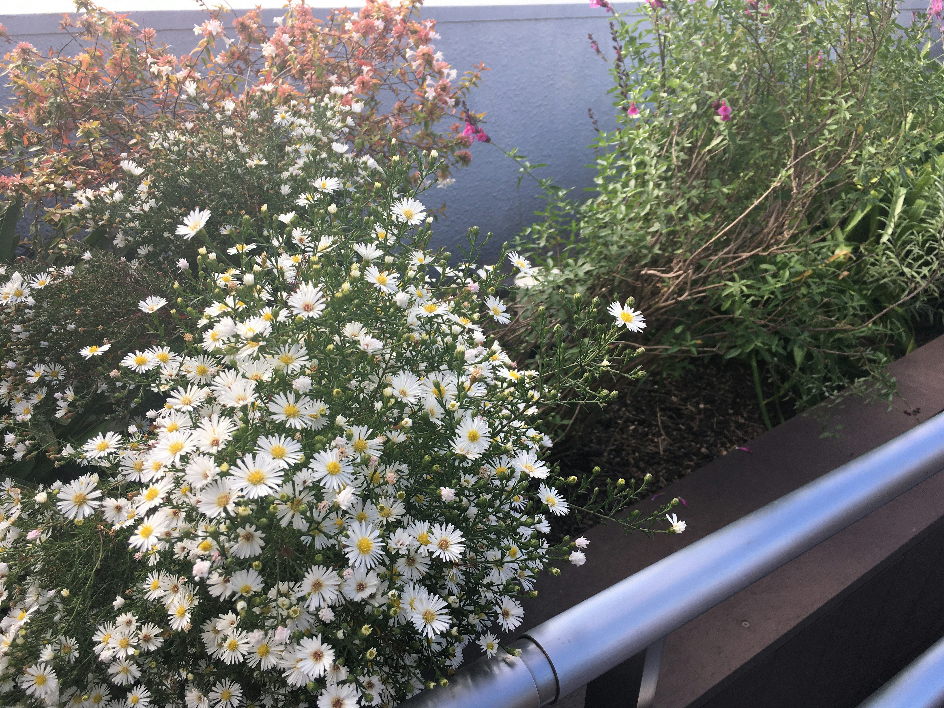 Un coin de jardin avec des fleurs blanches en fleurs et des plantes vertes