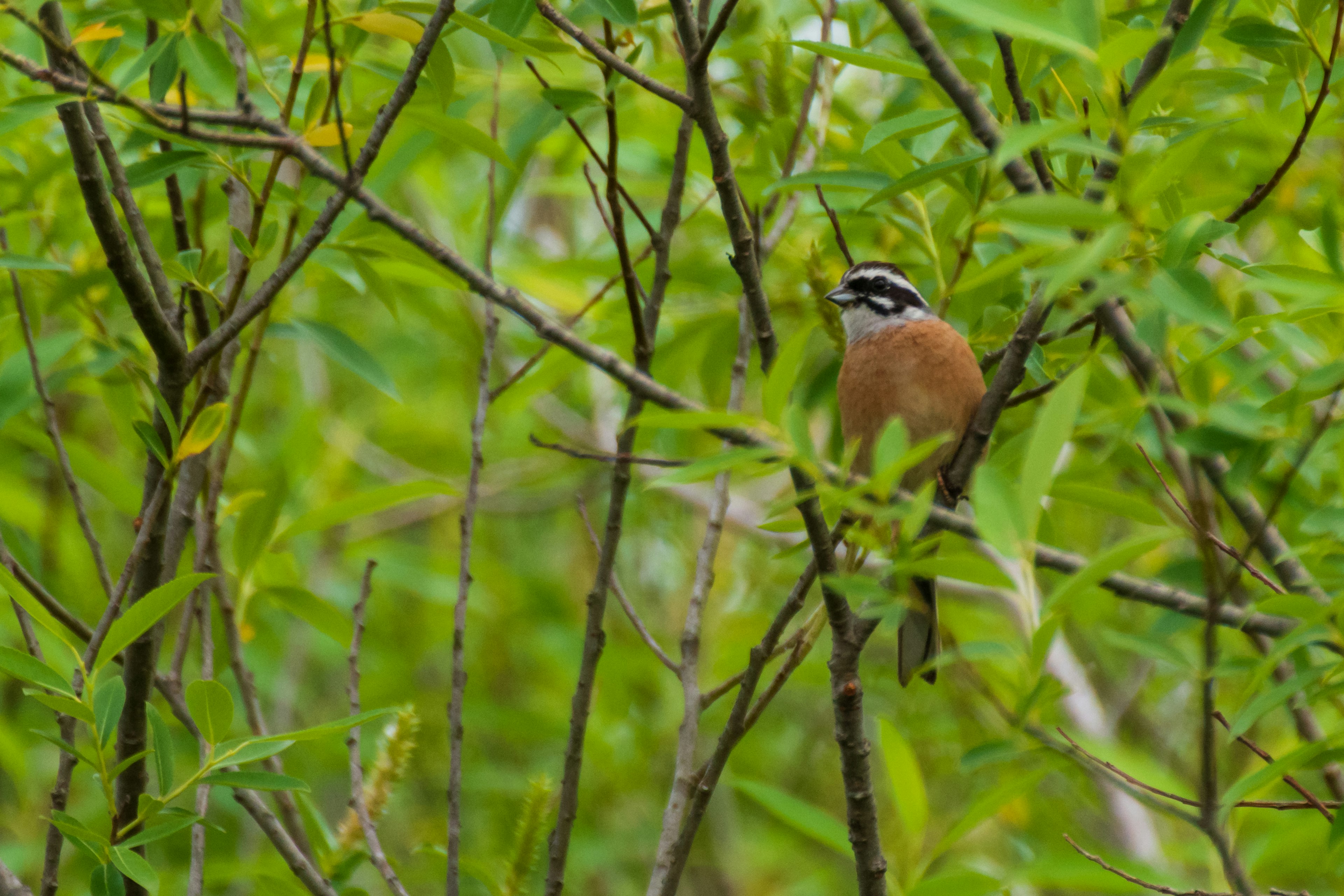 A small bird perched among green leaves