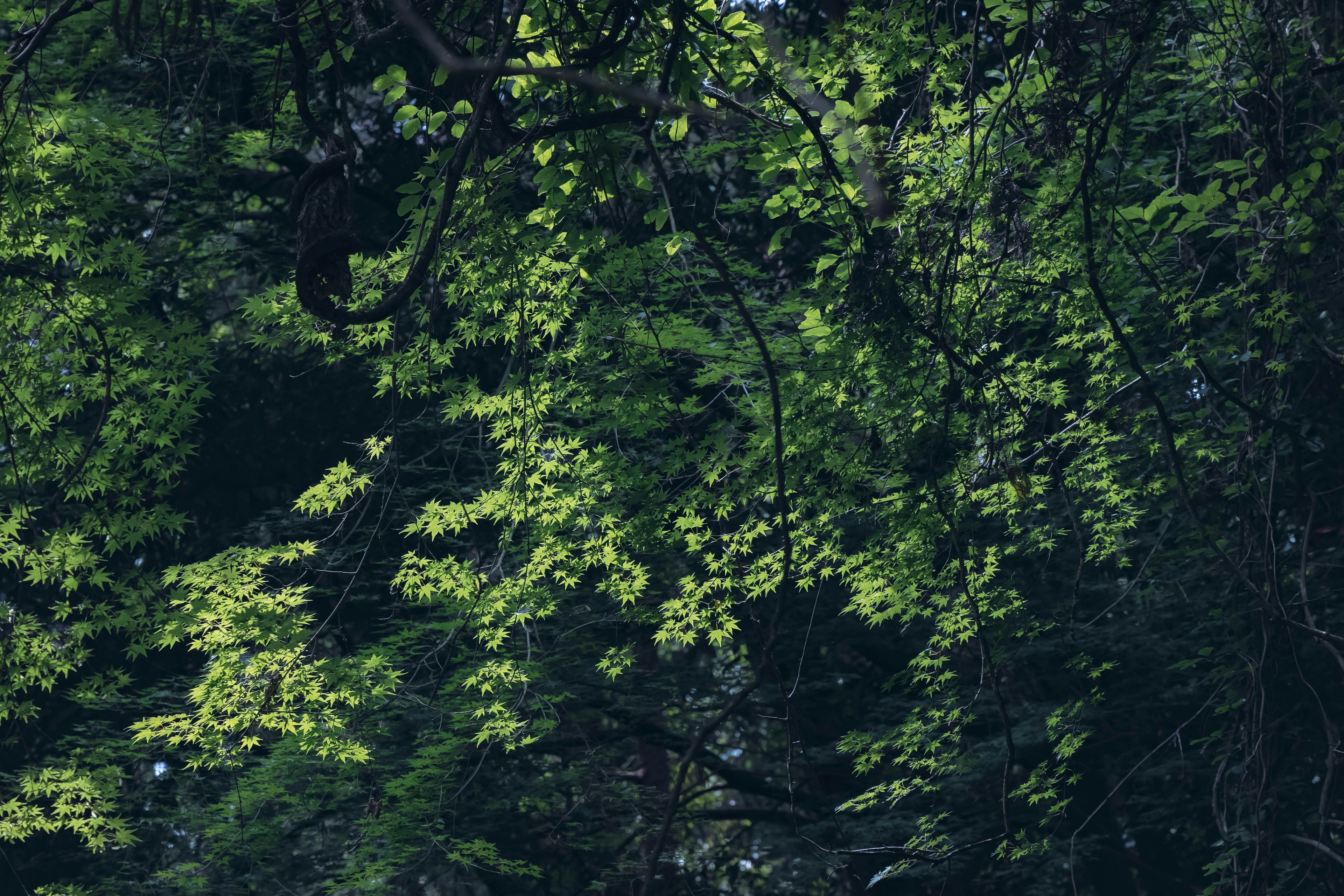 Sonnenlicht, das durch üppige grüne Blätter in einem Wald filtert