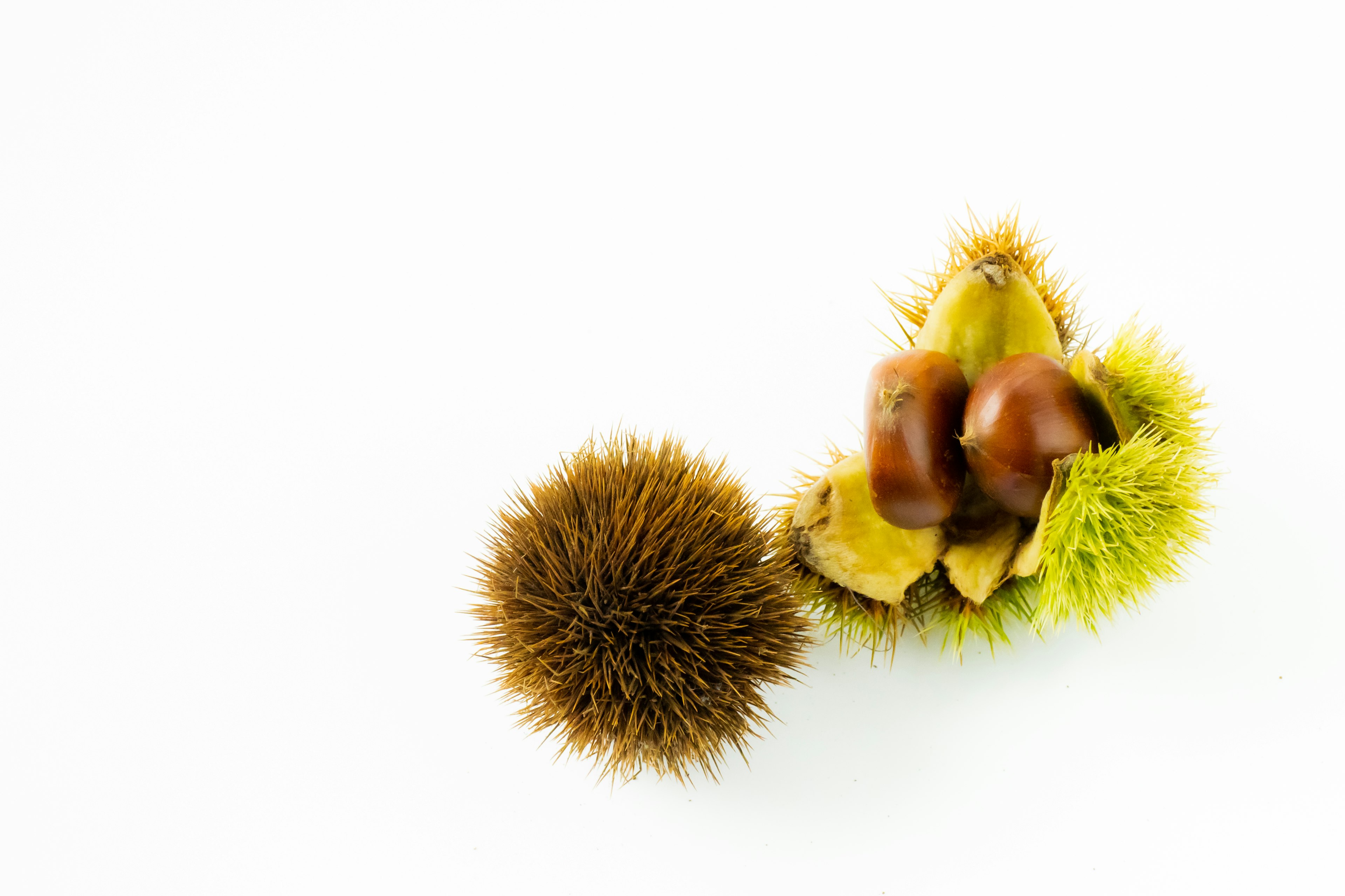 Castagne con le loro bucce spinose su uno sfondo bianco