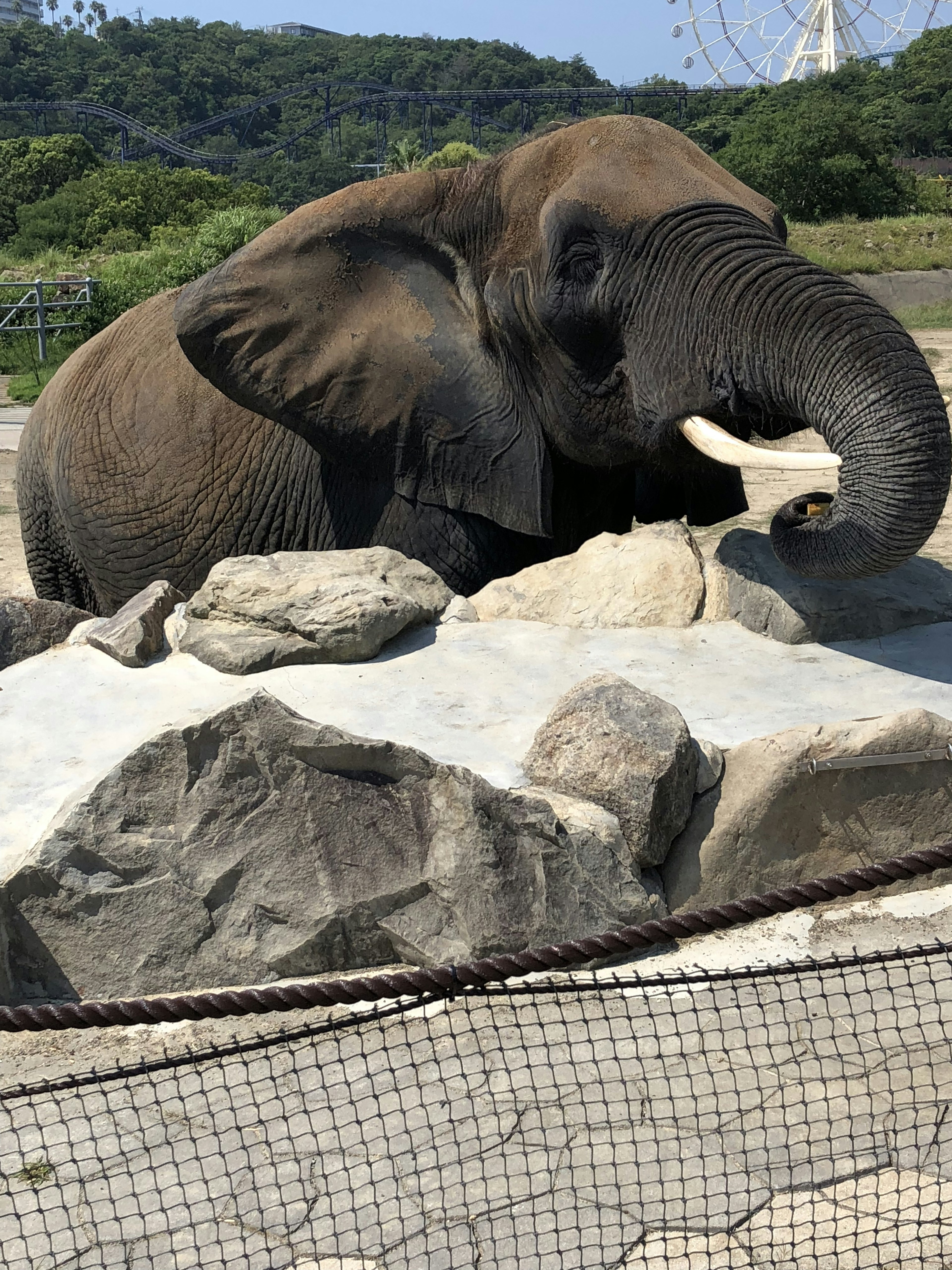 Image of an elephant sitting on rocks