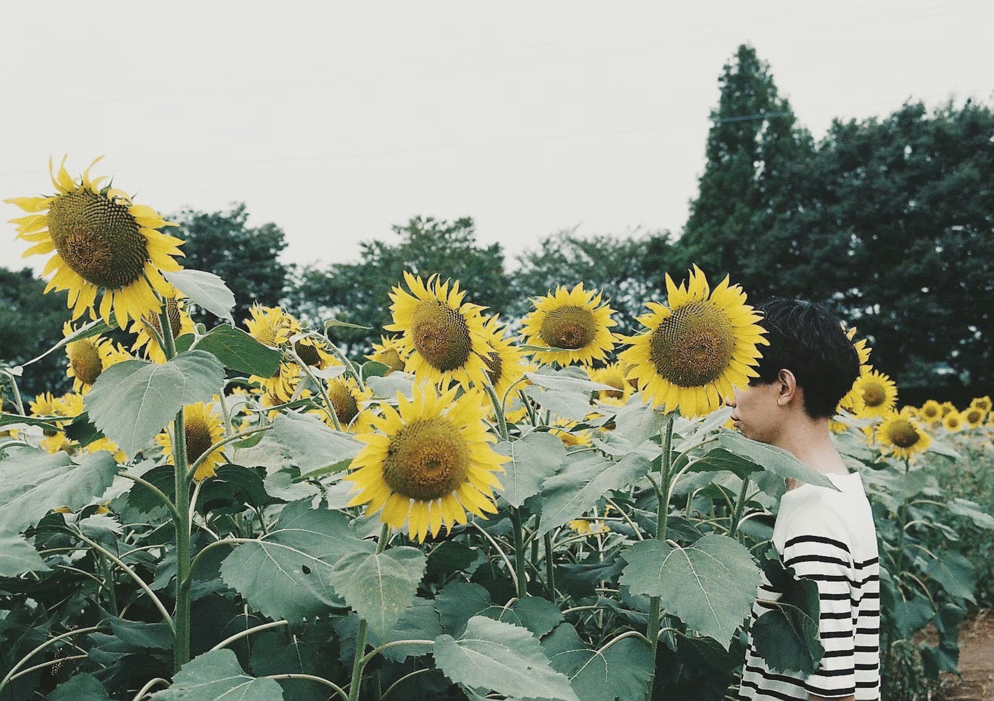 Una persona in piedi in un campo di girasoli