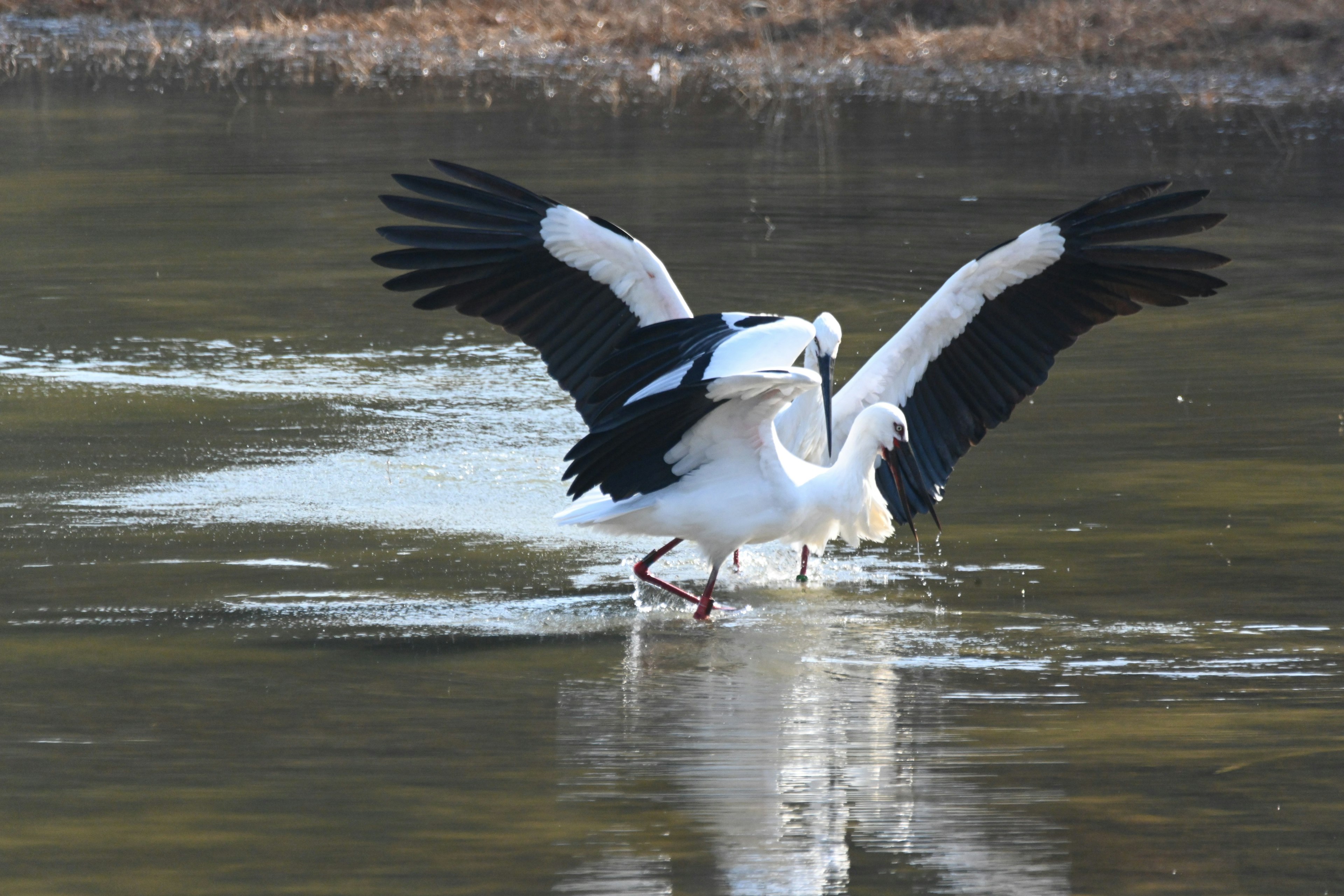 Un oiseau blanc déployant ses ailes sur la surface de l'eau