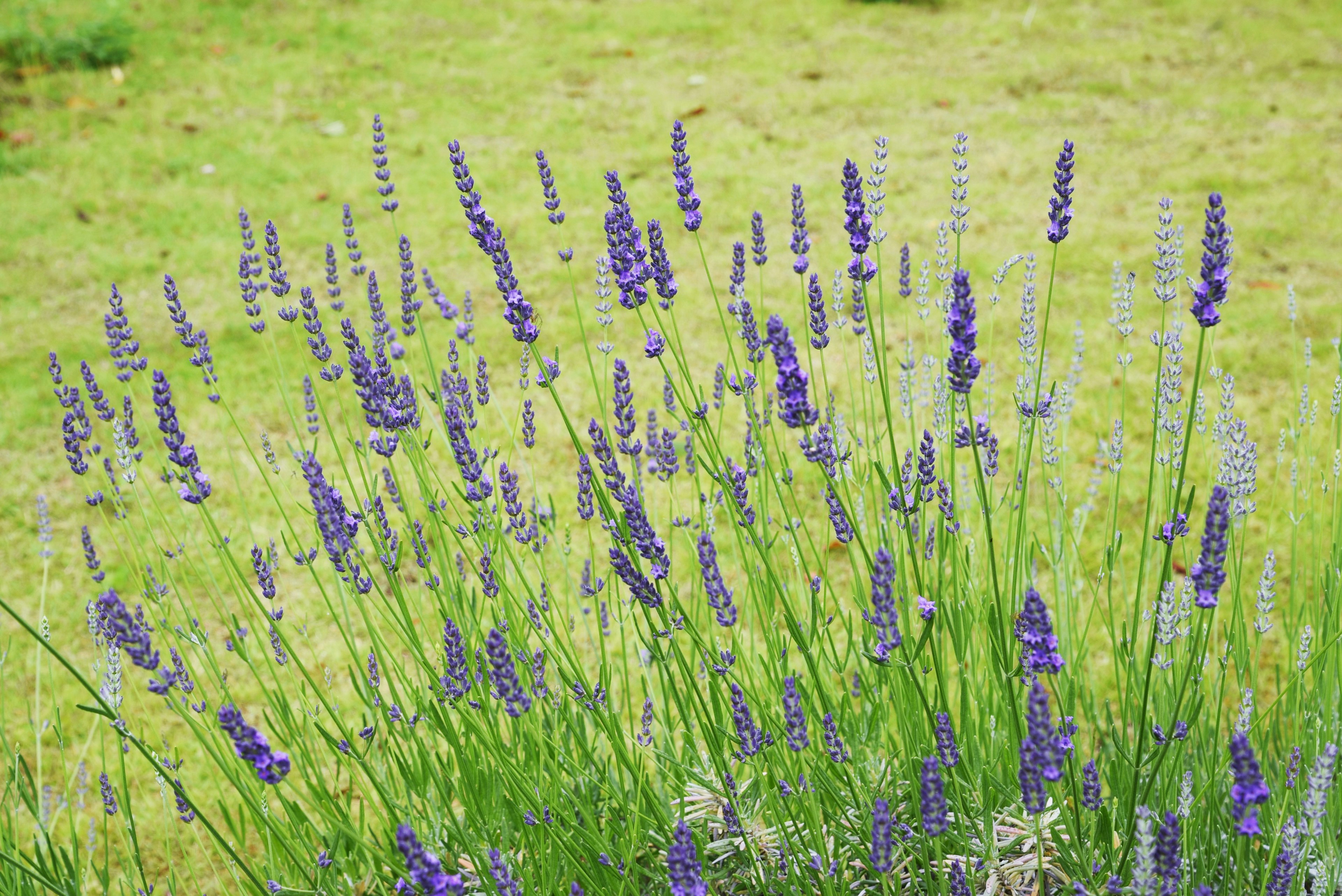 Lapangan bunga lavender ungu di rumput hijau