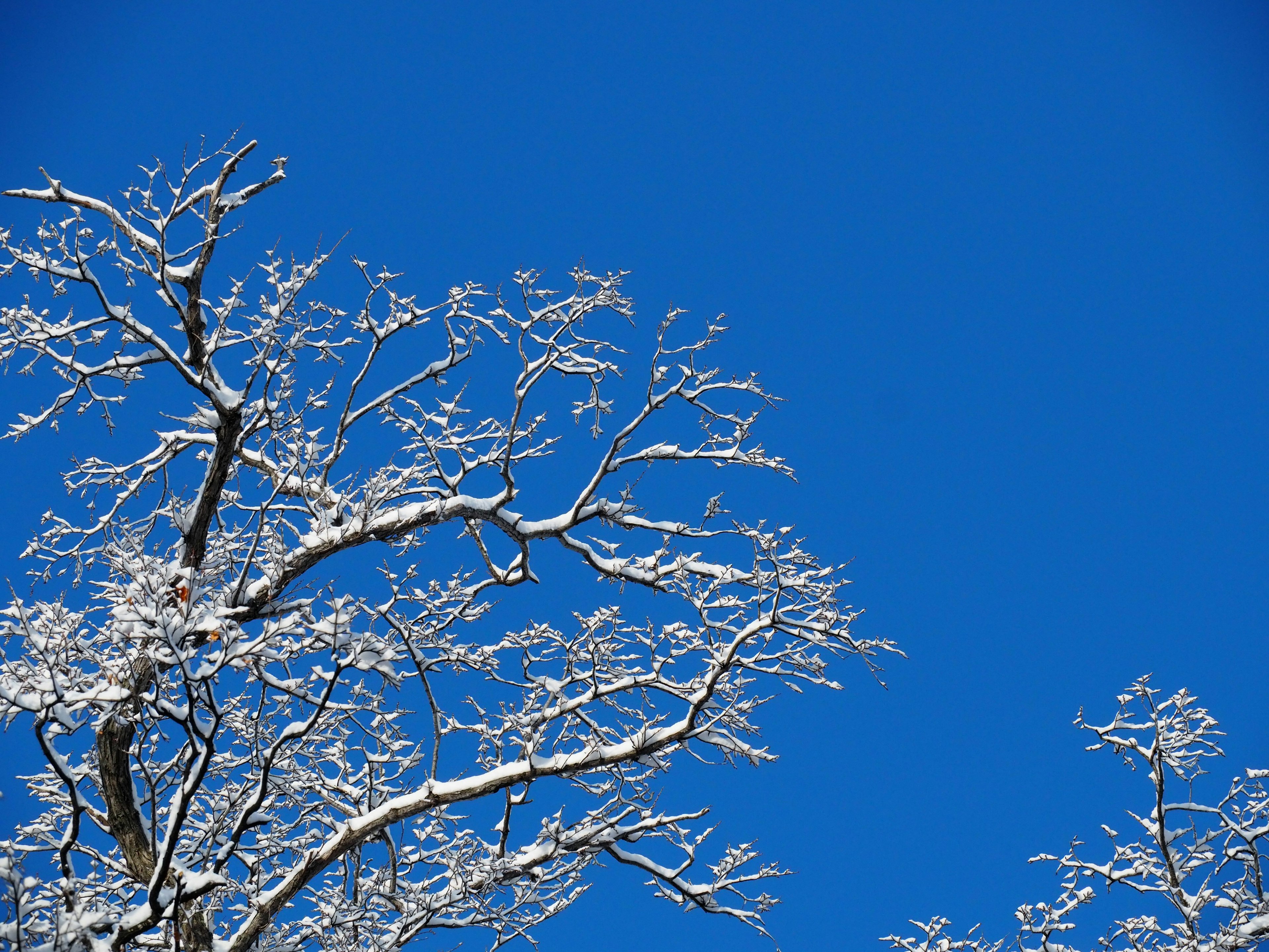 Ramas de árbol cubiertas de nieve contra un cielo azul claro