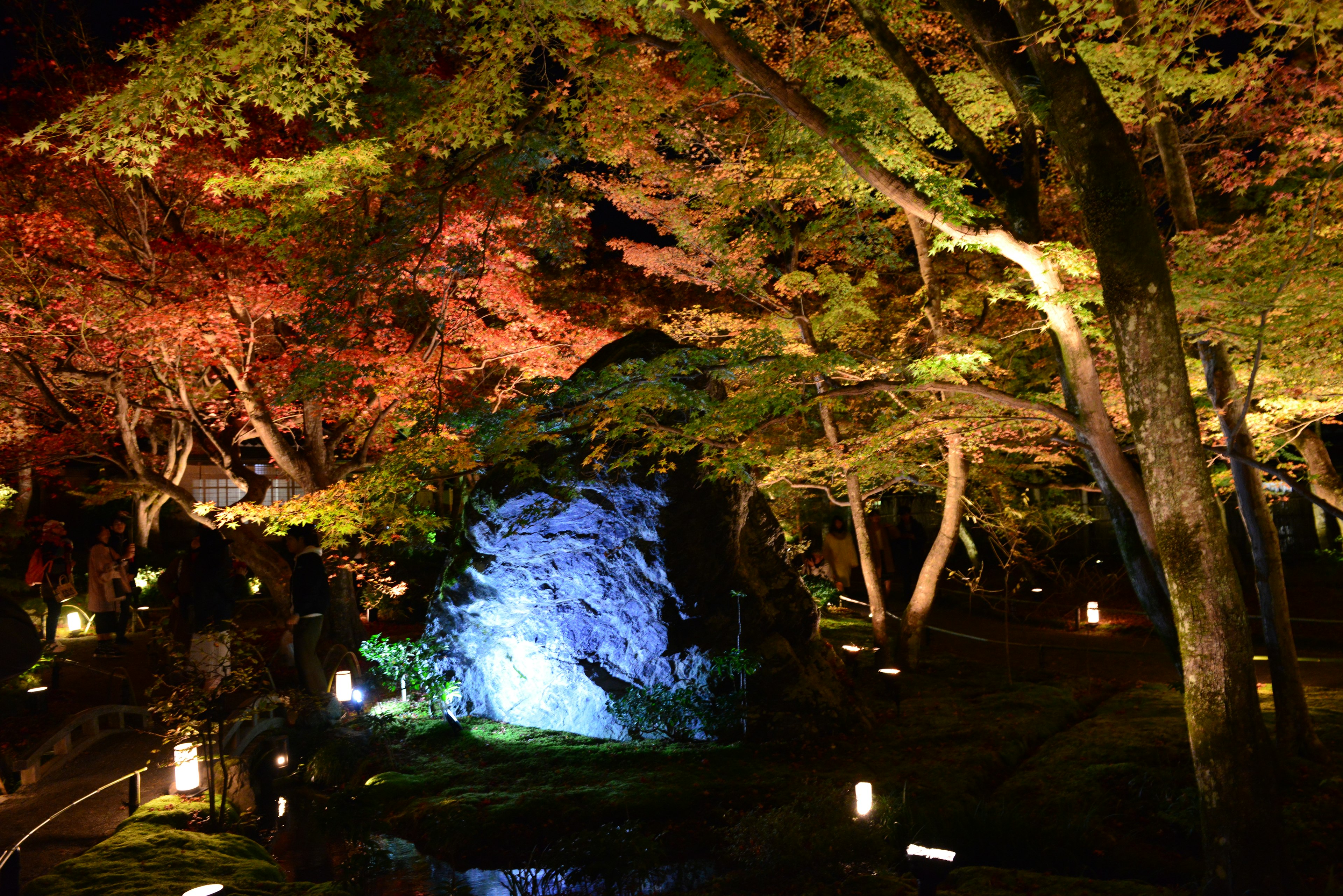 秋の夜の美しい庭園に照らされた紅葉と石