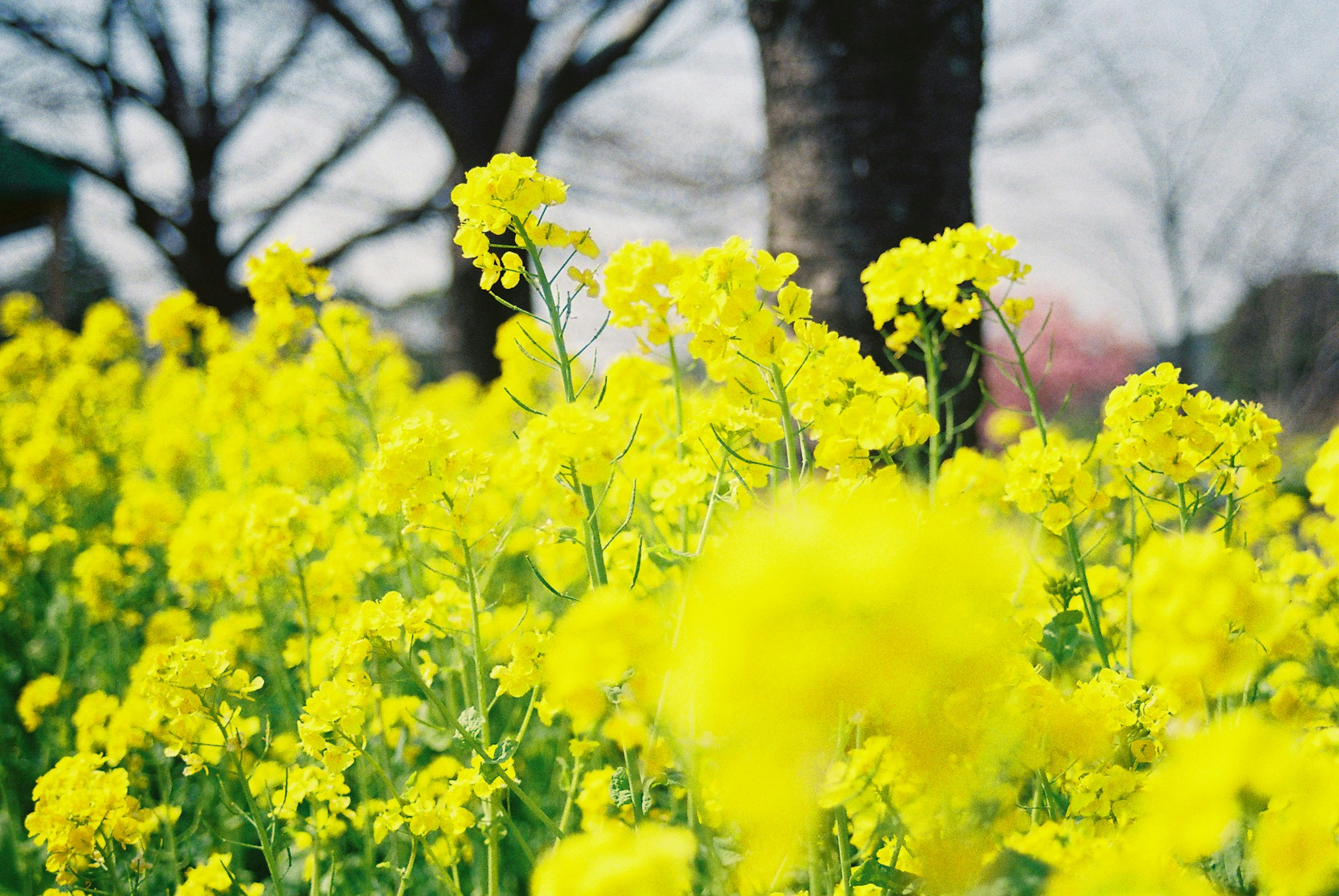 Champ de fleurs jaunes vives avec des arbres en arrière-plan